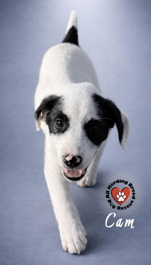 Cam, Adoptable, Puppy Female Great Pyrenees.