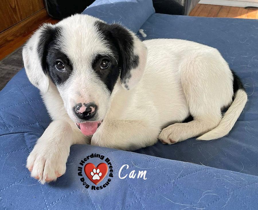 Enlarge Cam, a Adoptable Great Pyrenees in Joliet, IL image 3/3
