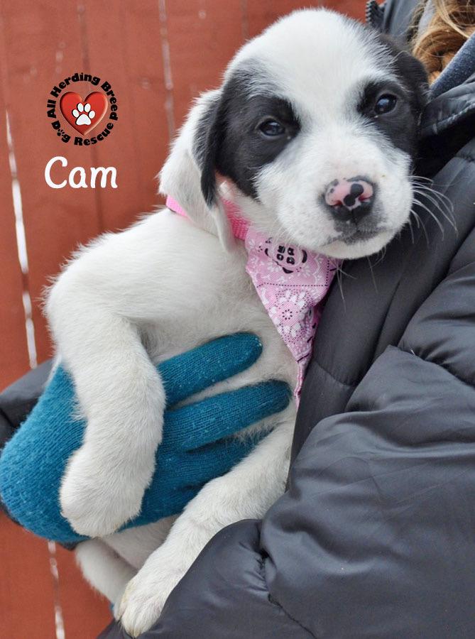 Cam, Adoptable, Puppy Female Great Pyrenees.