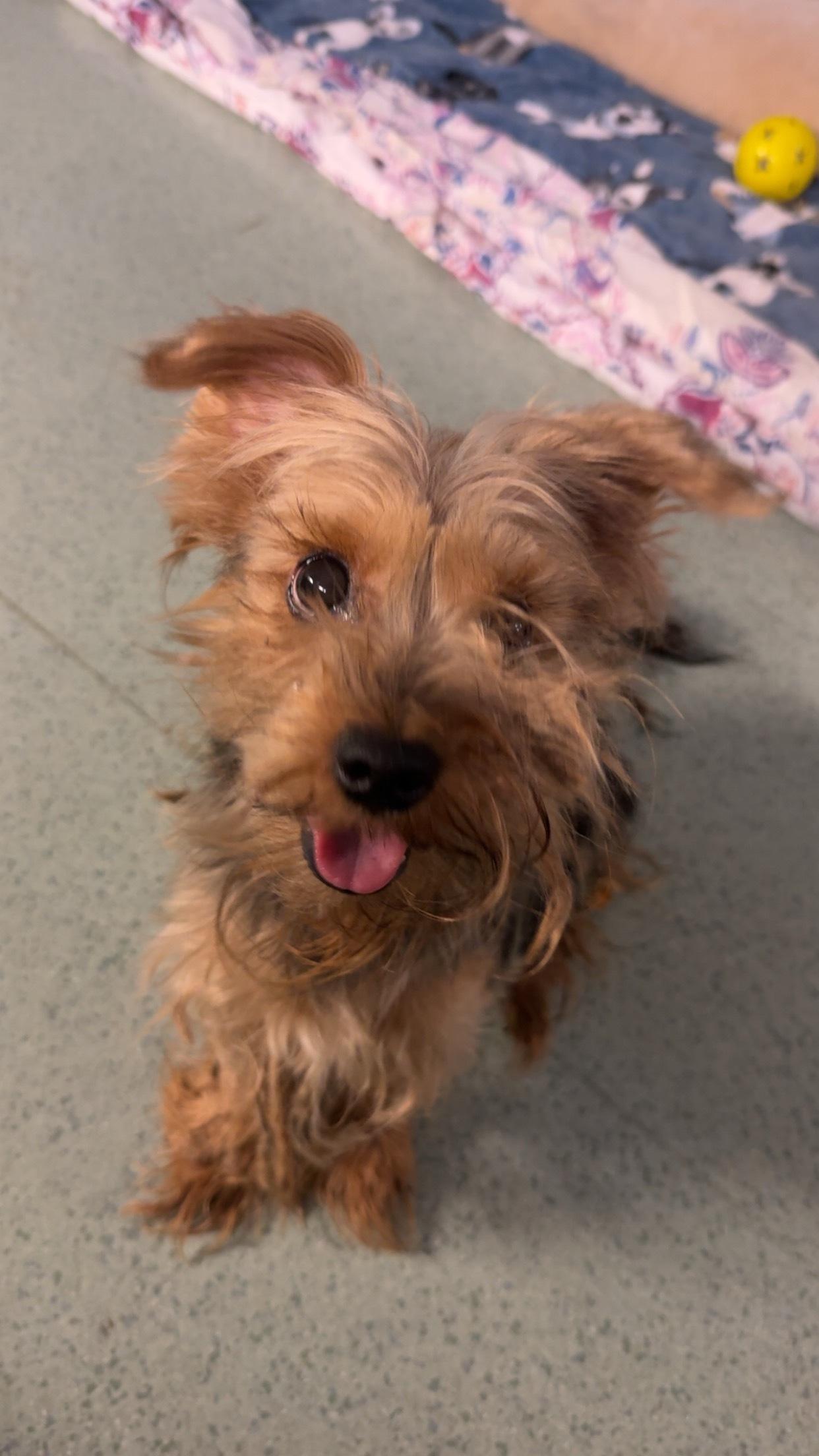 Saint, adopted, Adult Male Yorkshire Terrier.