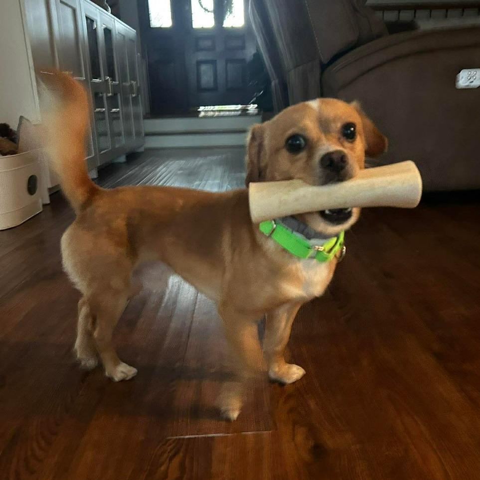 Enlarge Beau, a Adoptable Chihuahua in Katy, TX image 1/6
