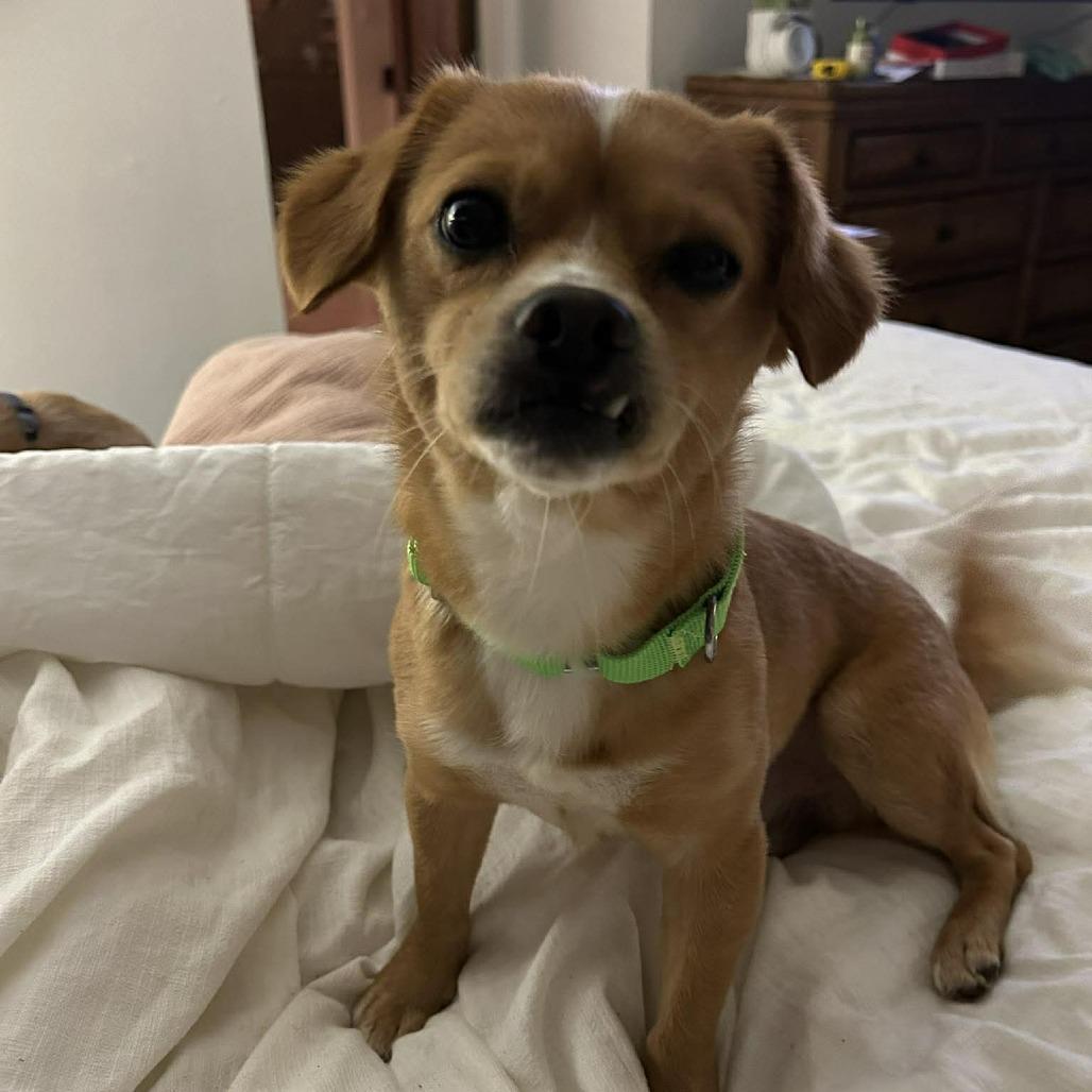 Beau, Adoptable, Young Male Chihuahua.