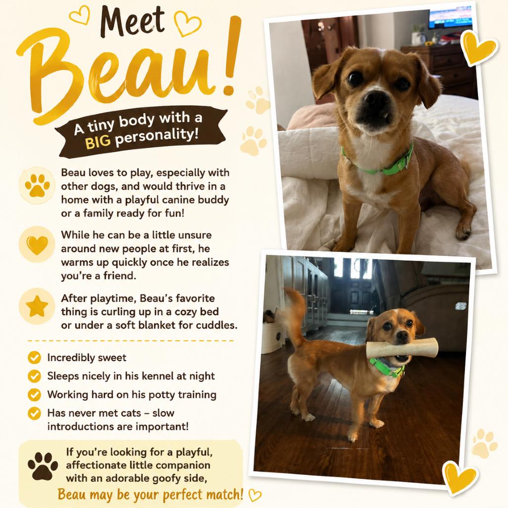 Beau, a Adoptable Chihuahua in Katy, TX image 2/6