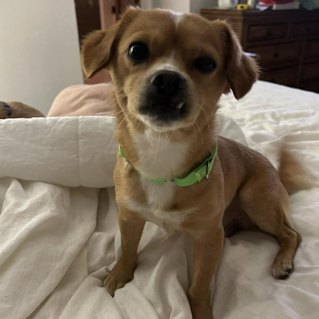 Beau, a Adoptable Chihuahua in Katy, TX image 3/6