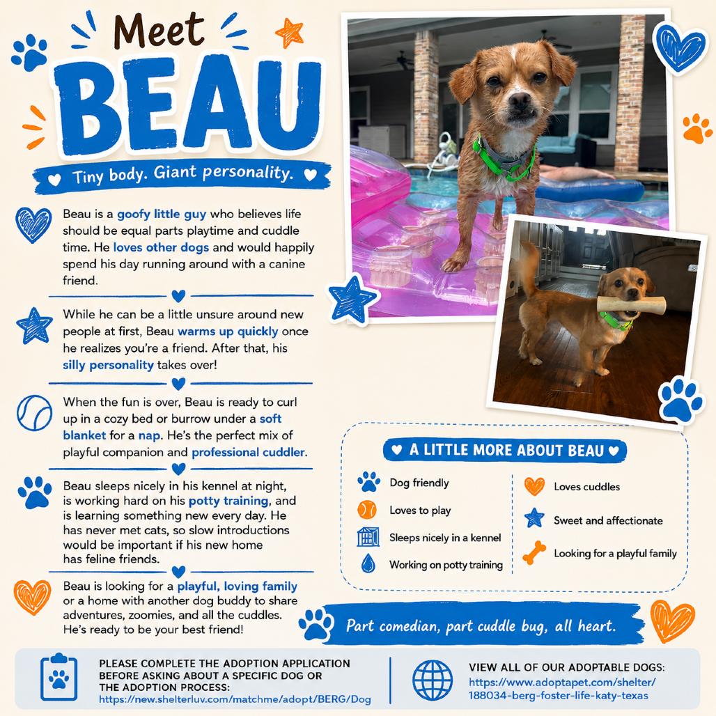 Beau, a Adoptable Chihuahua in Katy, TX image 5/6