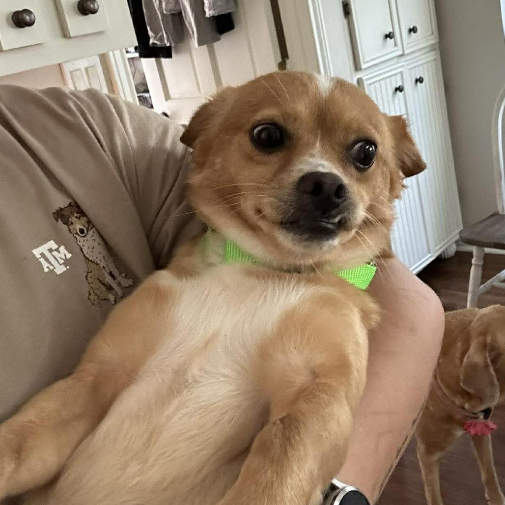 Beau, a Adoptable Chihuahua in Katy, TX image 6/6