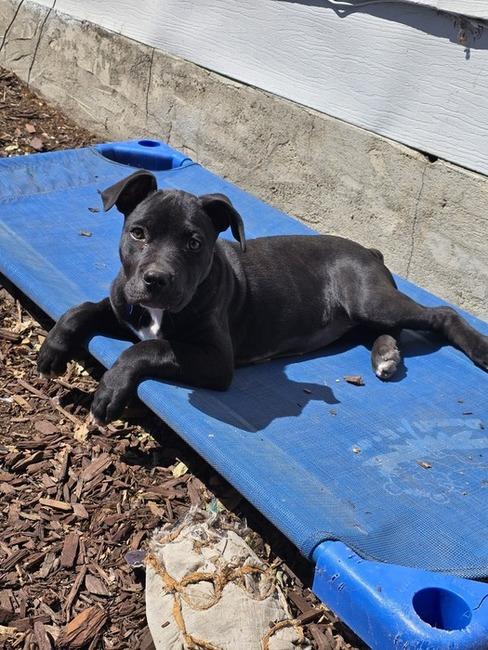 Cookie, ADOPTABLE, Young Female American Staffordshire Terrier.