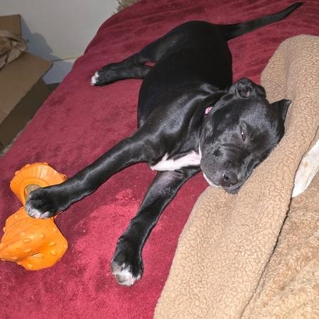 Enlarge Cookie, a ADOPTABLE mixed breed in Denver, CO image 2/2