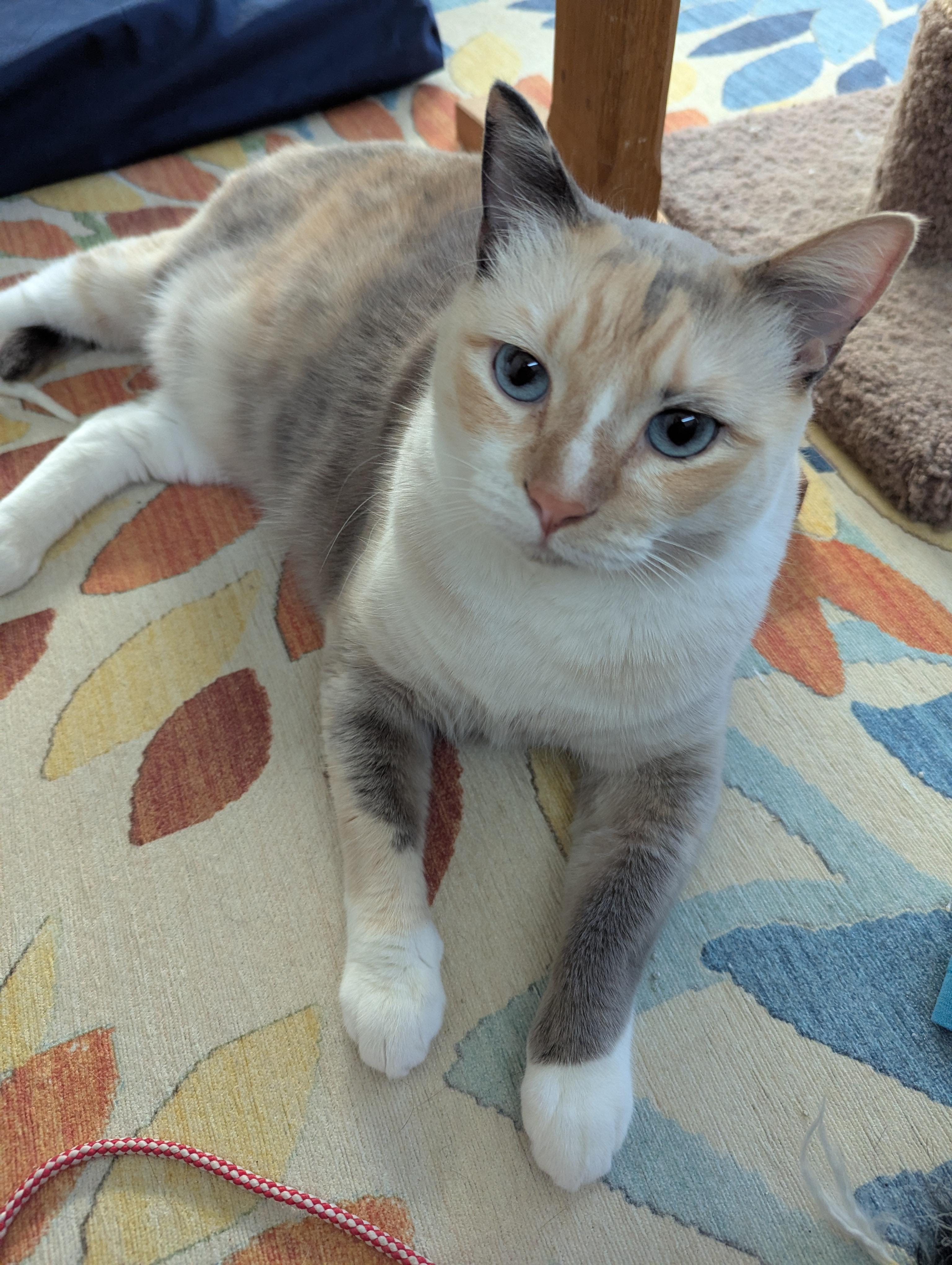 Enlarge Ash, an adopted mixed breed in West Richland, WA image 1/5