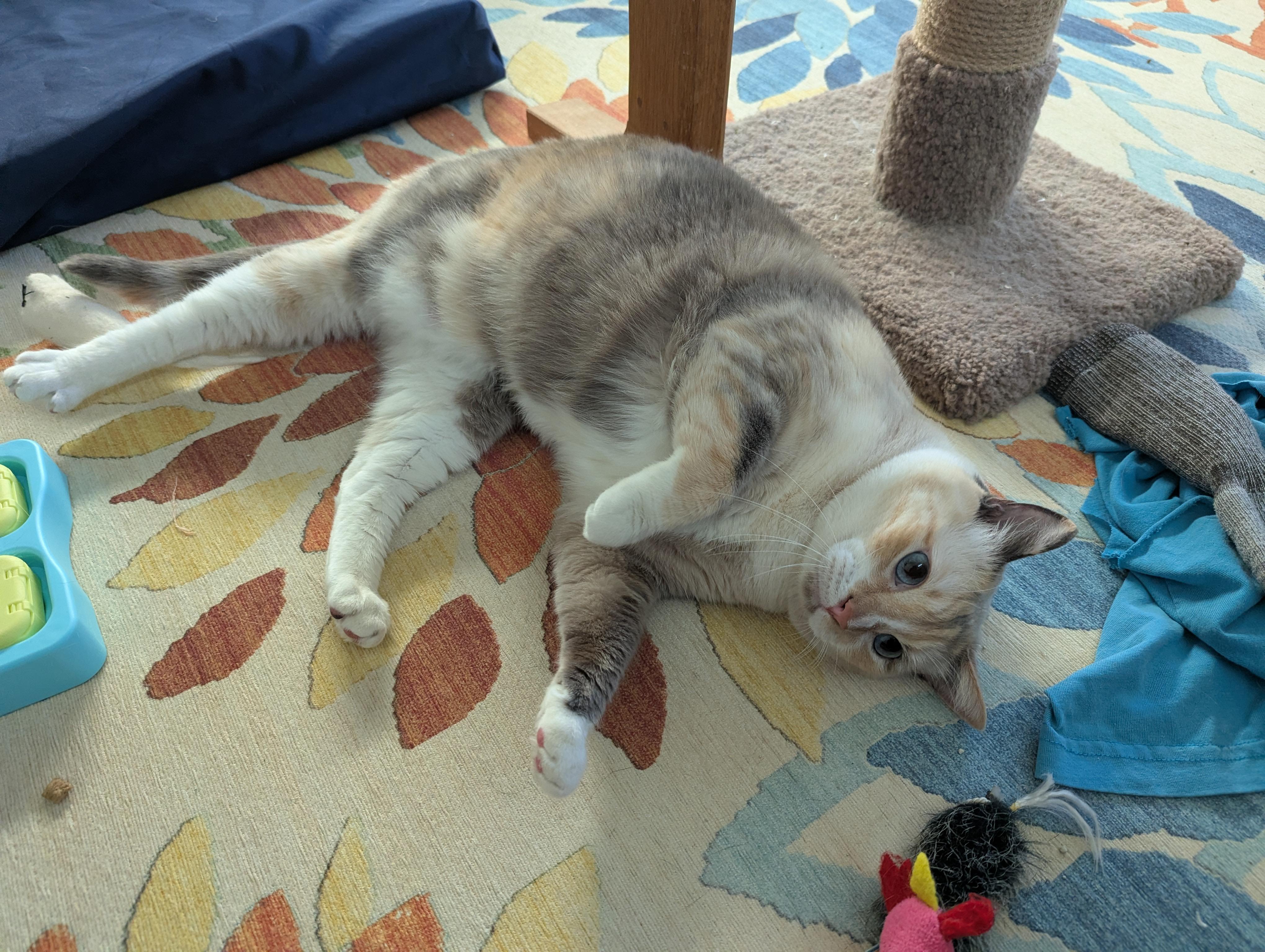 Enlarge Ash, an adopted mixed breed in West Richland, WA image 3/5