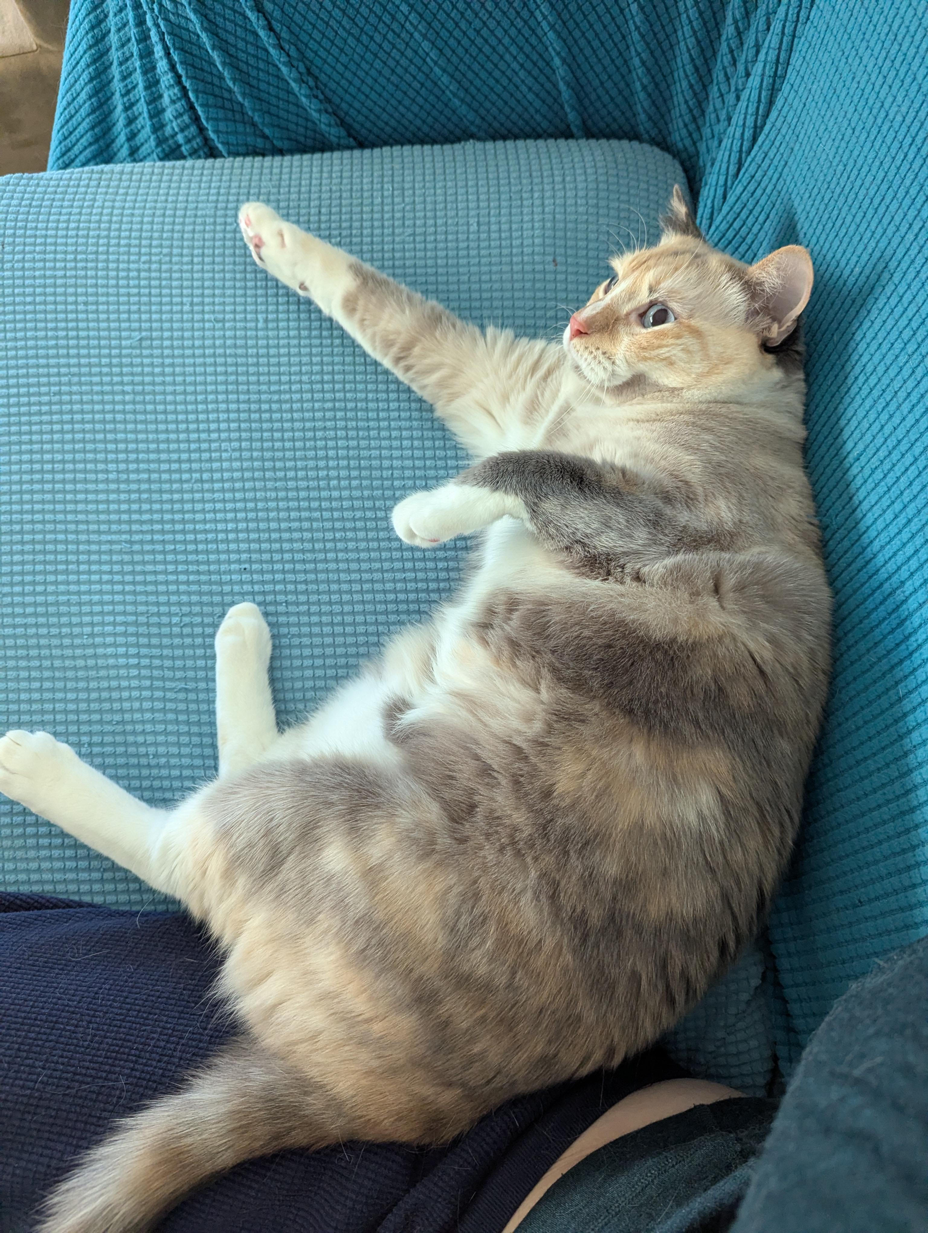 Enlarge Ash, an adopted mixed breed in West Richland, WA image 2/5