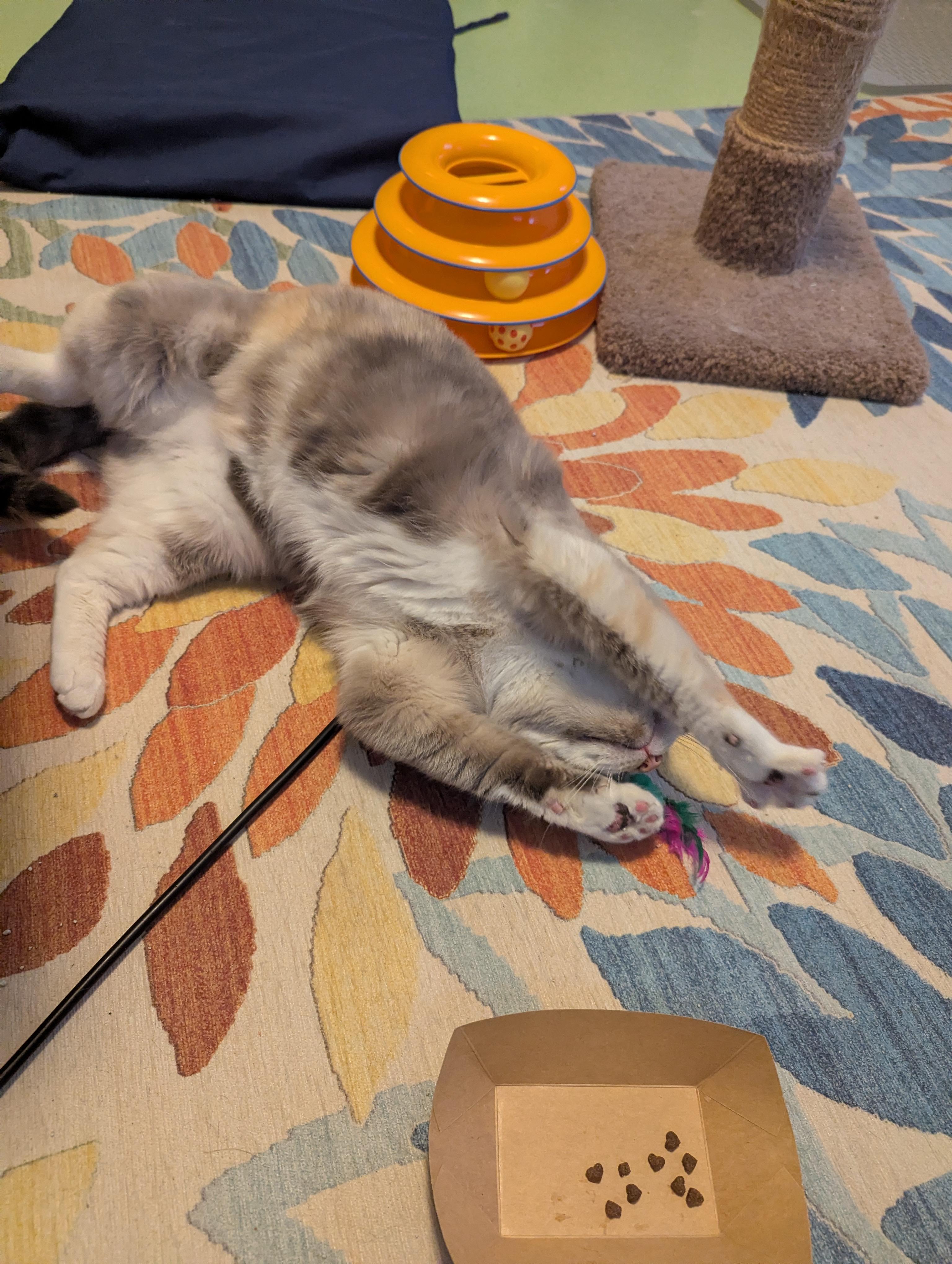 Enlarge Ash, an adopted mixed breed in West Richland, WA image 5/5