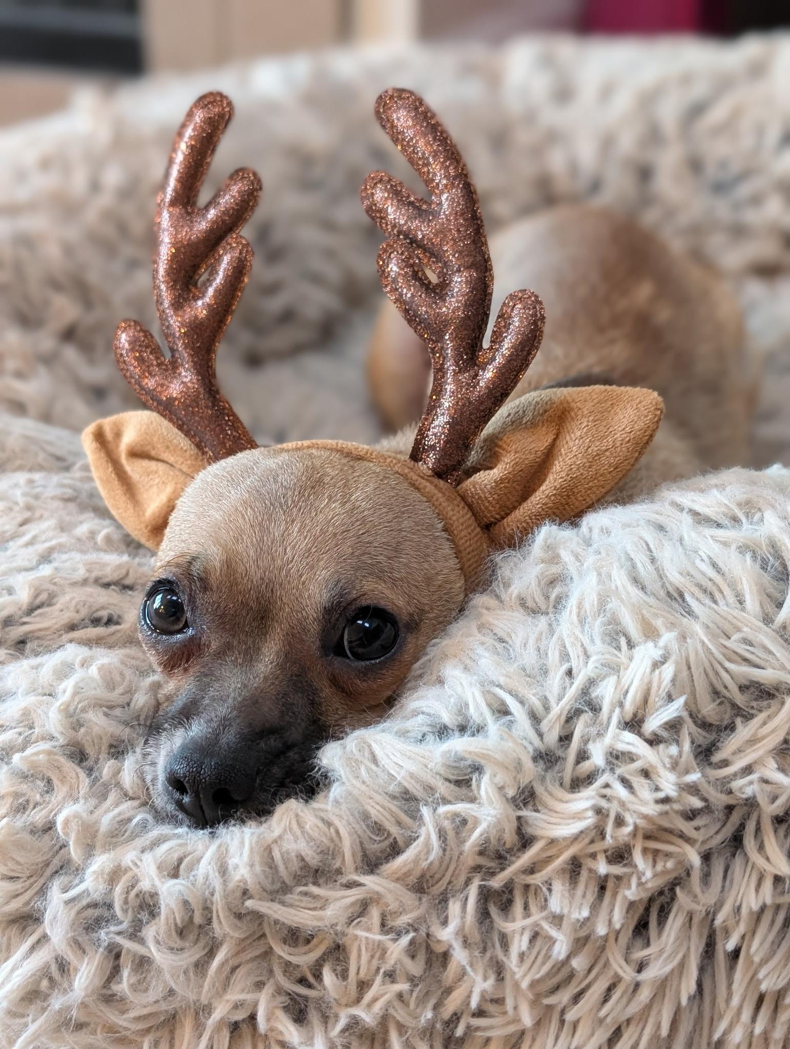 Enlarge Missy, a Adoptable mixed breed in Pasadena, CA image 4/6