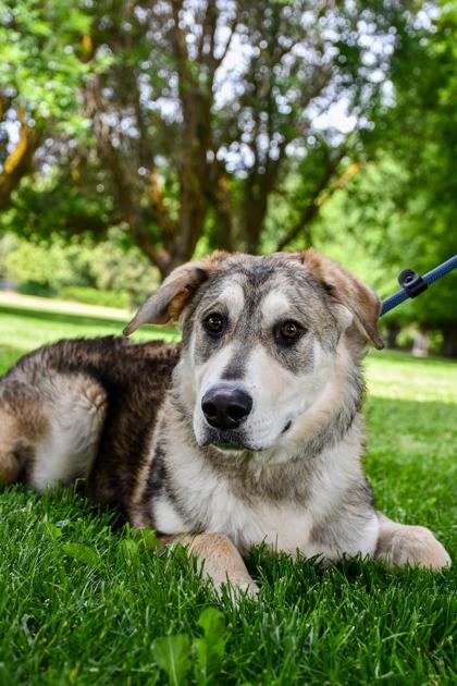 Forrest, Adoptable, Adult Male Alaskan Malamute & German Shepherd Dog.