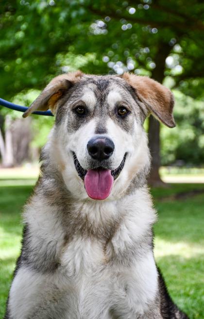 Enlarge Forrest, a Adoptable mixed breed in Yakima, WA image 2/3