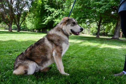 Enlarge Forrest, a Adoptable mixed breed in Yakima, WA image 3/3