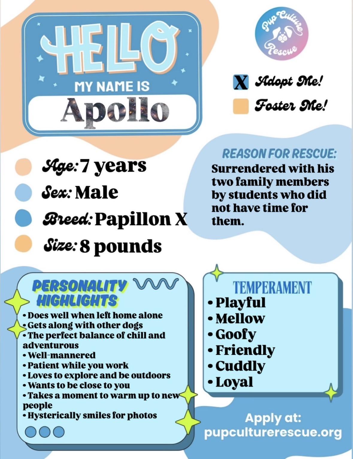 Enlarge Apollo, a Adoptable mixed breed in Pasadena, CA image 2/5
