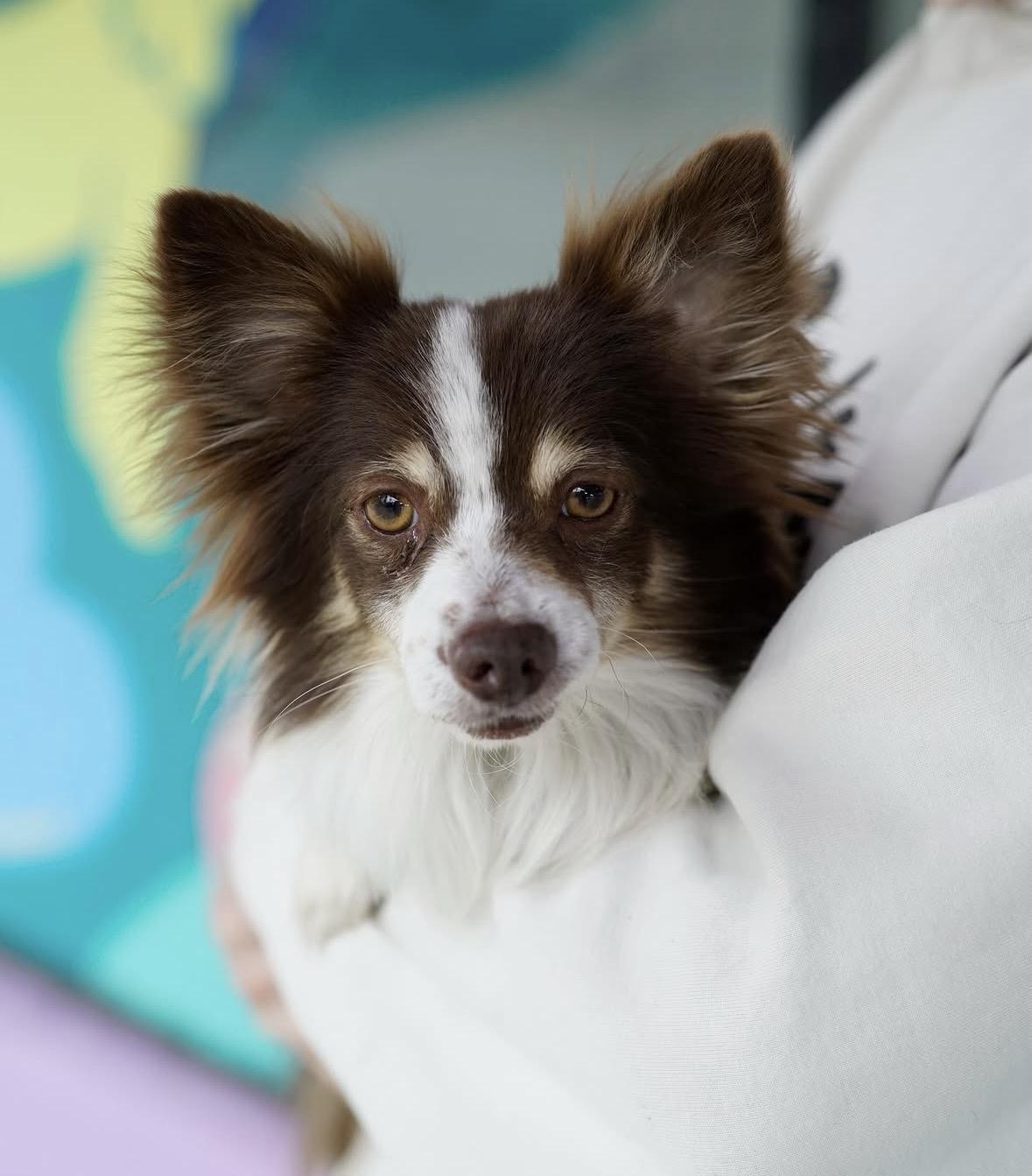 Enlarge Apollo, a Adoptable mixed breed in Pasadena, CA image 5/5