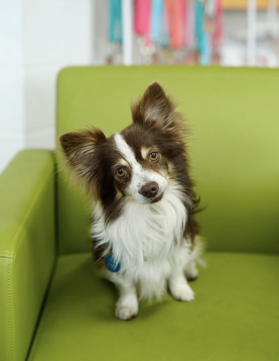 Enlarge Apollo, a Adoptable mixed breed in Pasadena, CA image 3/5