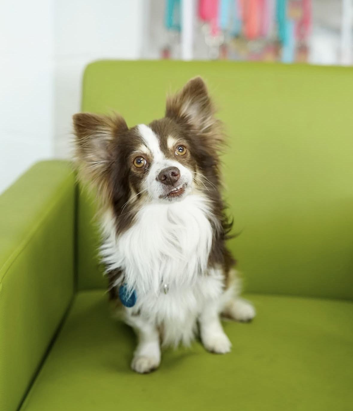 Enlarge Apollo, a Adoptable mixed breed in Pasadena, CA image 4/5