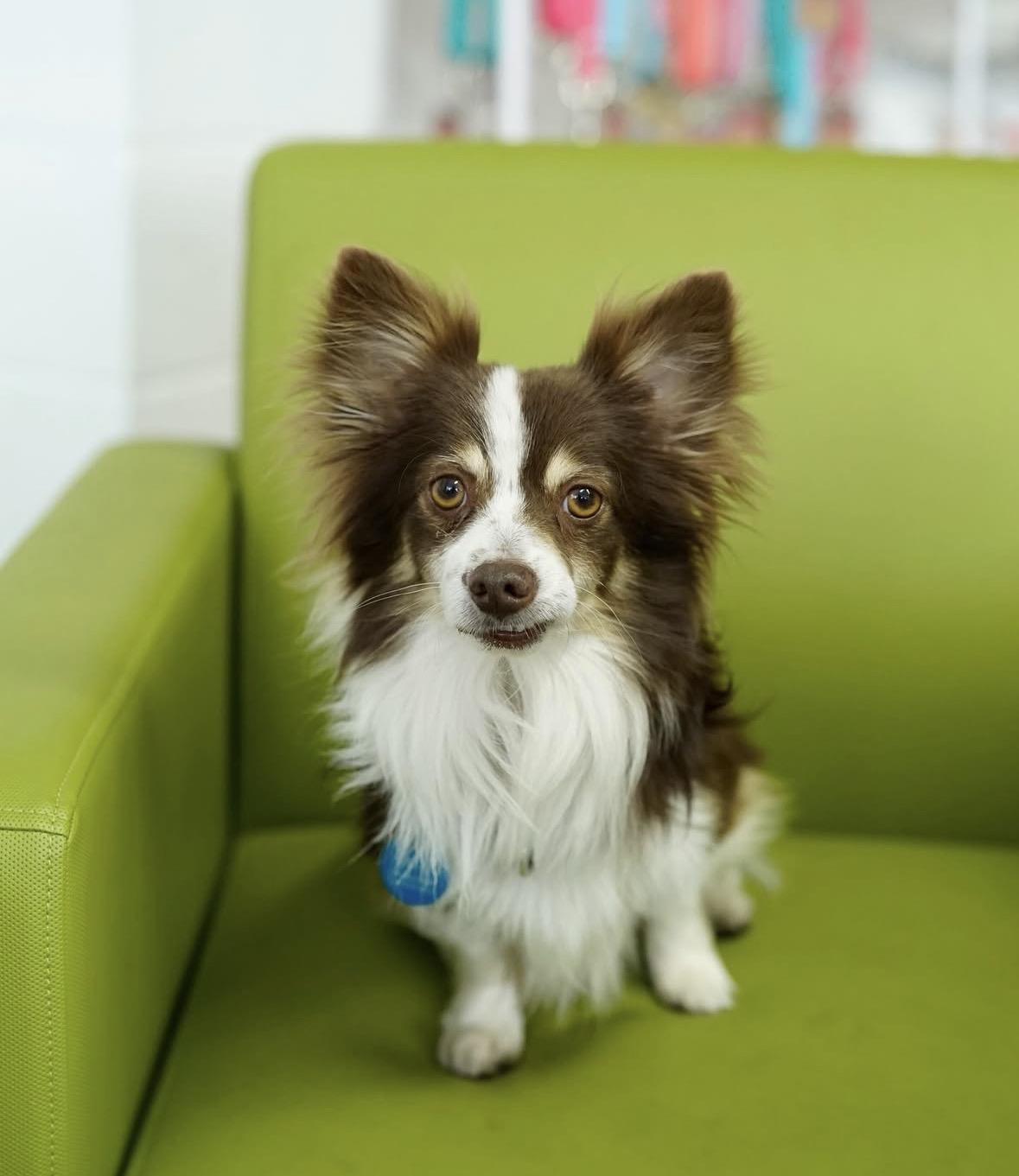 Apollo, Adoptable, Adult Male Papillon.