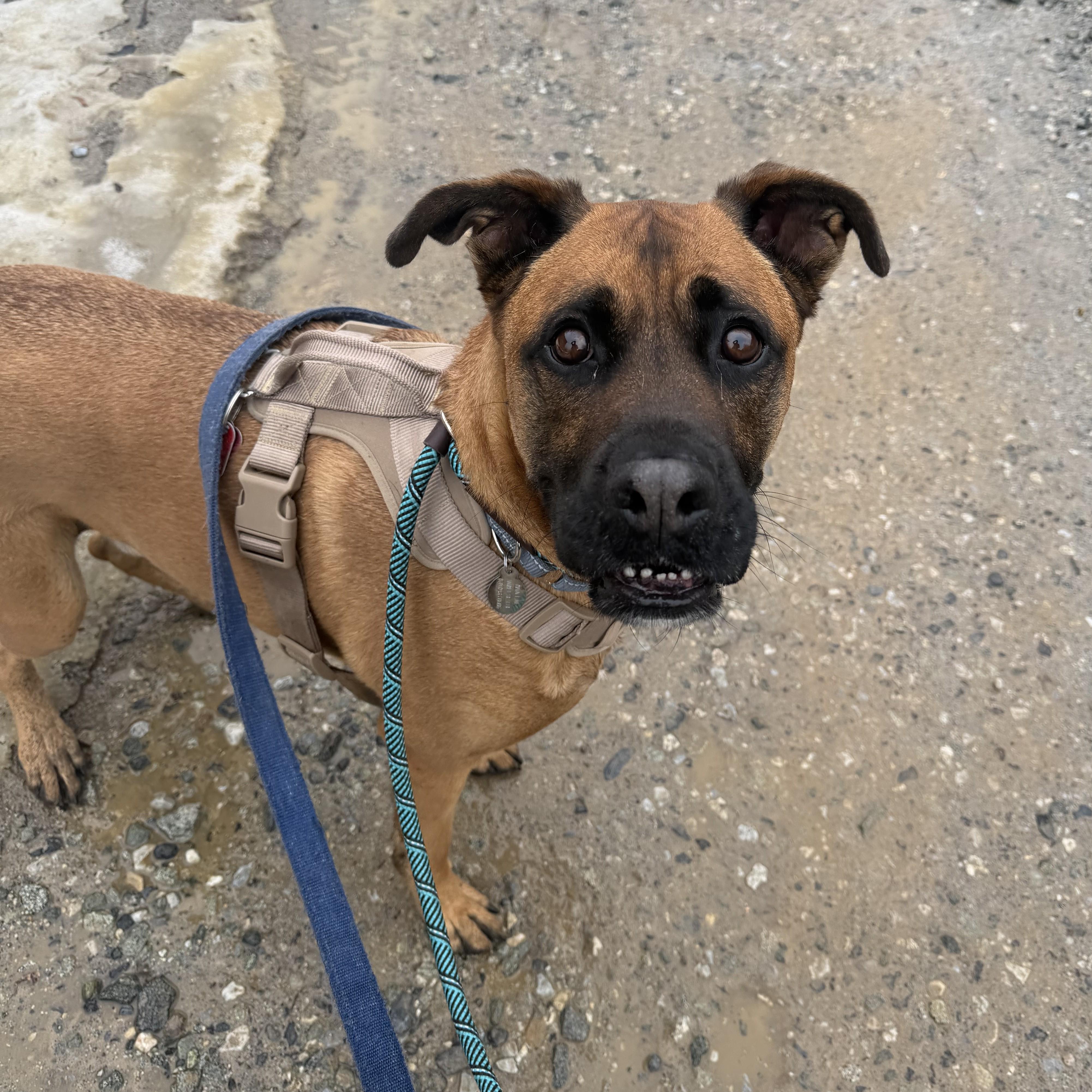 Charlie, adopted, Adult Male Boxer & Mastiff.
