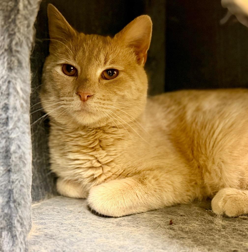 Enlarge Ted, a Adoptable mixed breed in Columbia, IL image 1/3