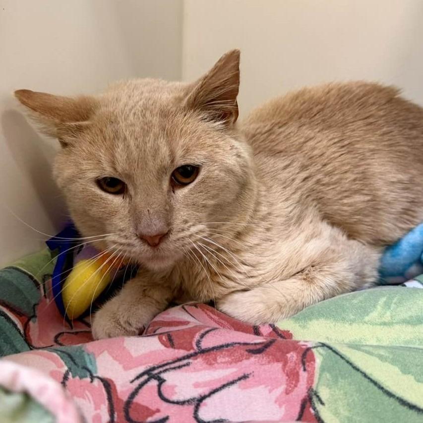 Enlarge Ted, a Adoptable mixed breed in Columbia, IL image 2/3