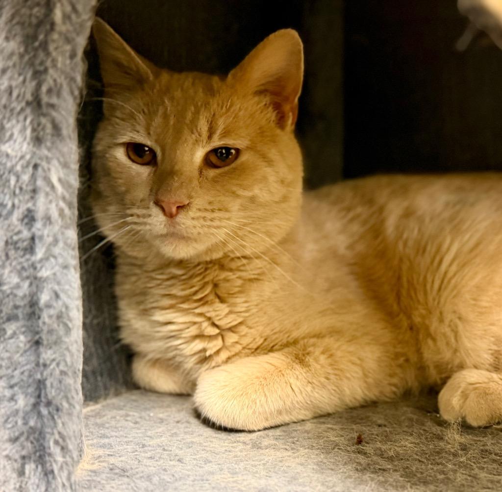 Enlarge Ted, a Adoptable mixed breed in Columbia, IL image 3/3