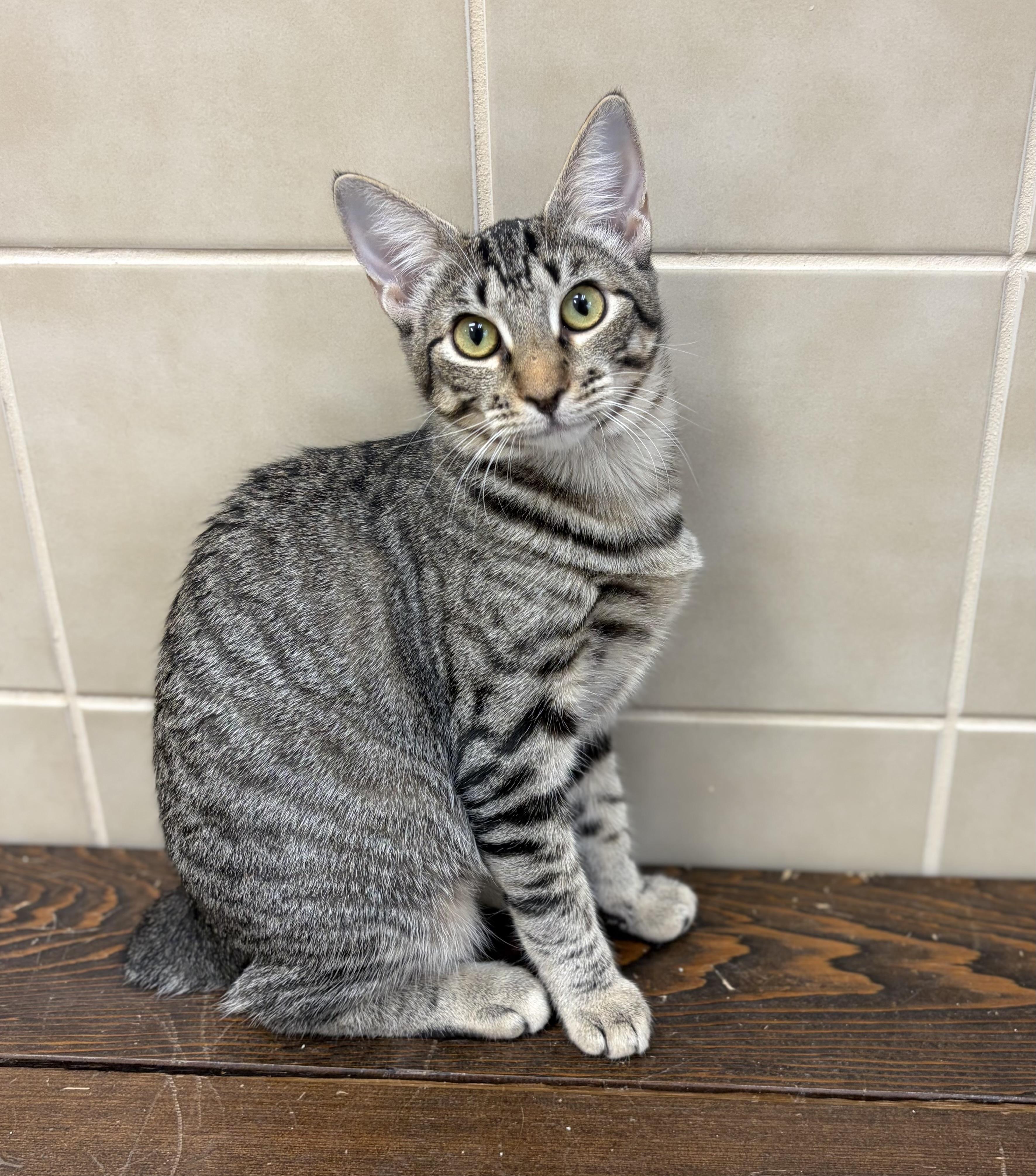Bobbie, Adoptable, Kitten Female Manx.