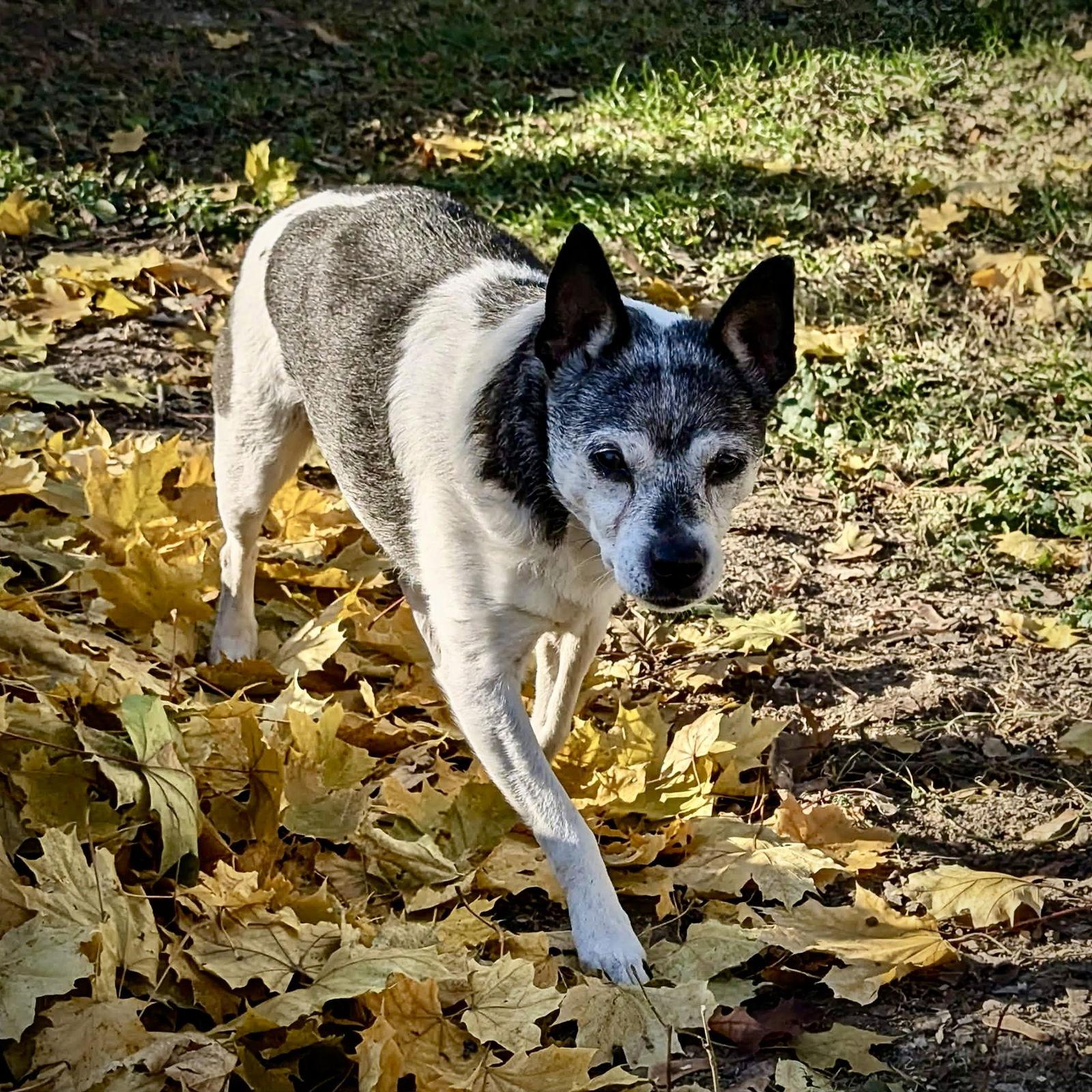 Enlarge Molleigh (WI), a Adoptable Rat Terrier in Fairwater , WI image 1/3