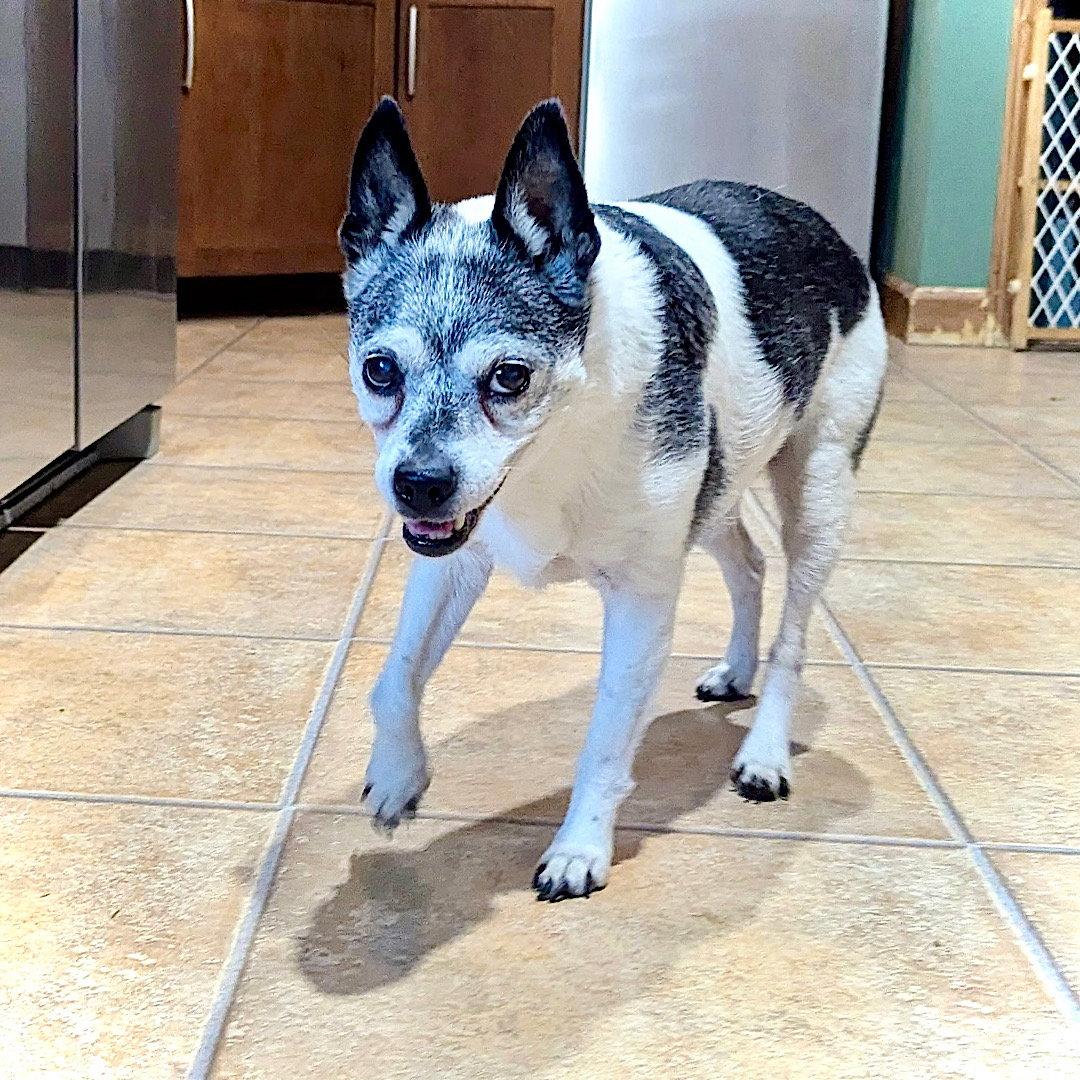 Molleigh (WI), Adoptable, Senior Female Rat Terrier.