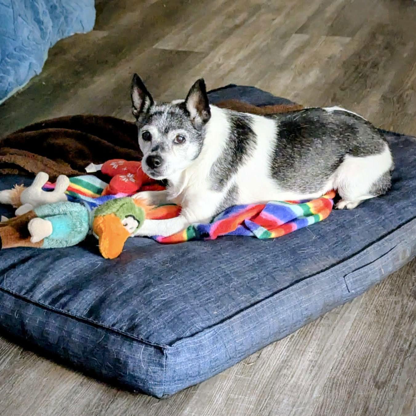 Enlarge Molleigh (WI), a Adoptable Rat Terrier in Fairwater , WI image 2/3