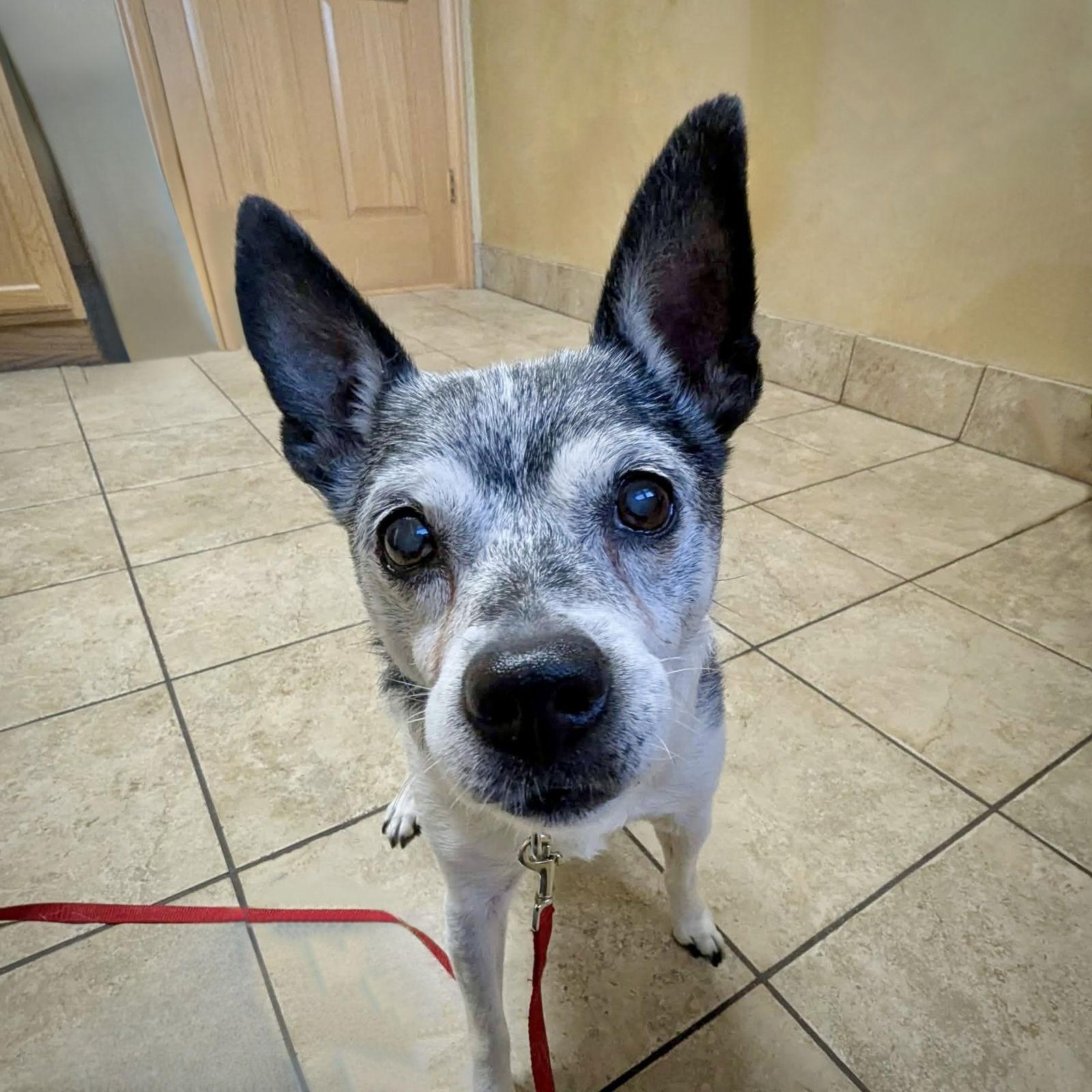Enlarge Molleigh (WI), a Adoptable Rat Terrier in Fairwater , WI image 3/3