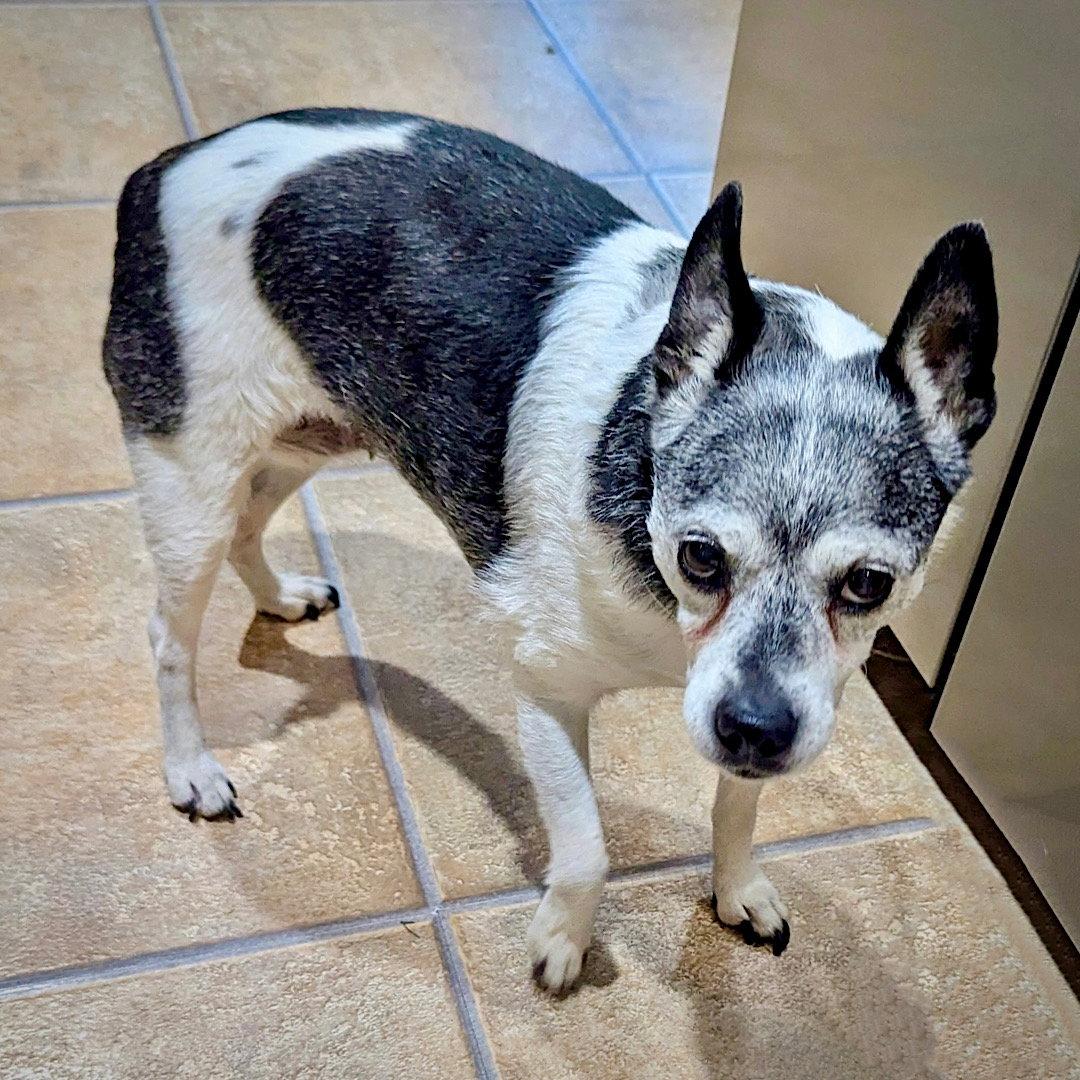 Enlarge Molleigh (WI), a Adoptable Rat Terrier in Fairwater , WI image 2/3