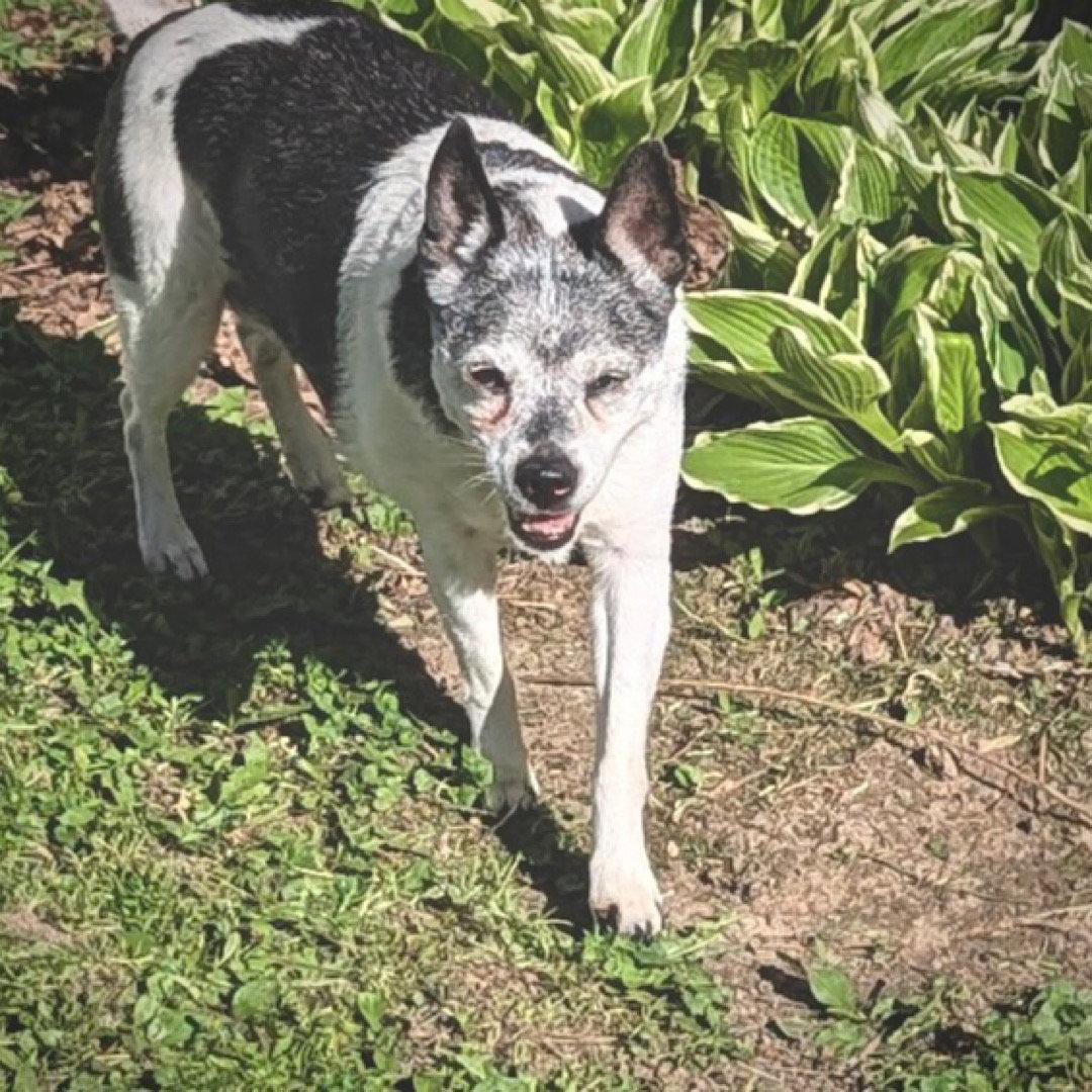 Enlarge Molleigh (WI), a Adoptable Rat Terrier in Fairwater , WI image 3/3