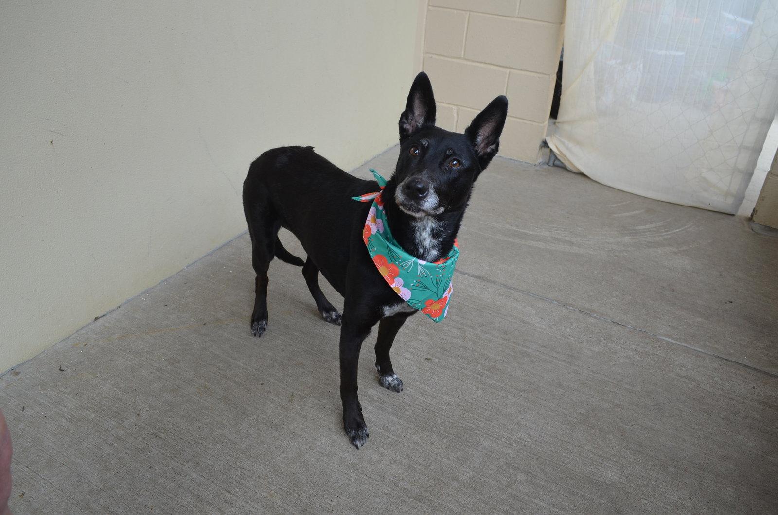 Ariel, a Adoptable Shepherd in McKinney, TX image 1/3