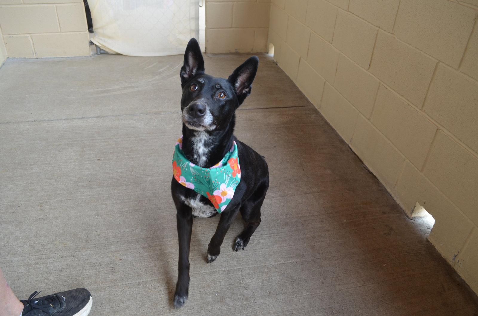 Ariel, a Adoptable Shepherd in McKinney, TX image 2/3