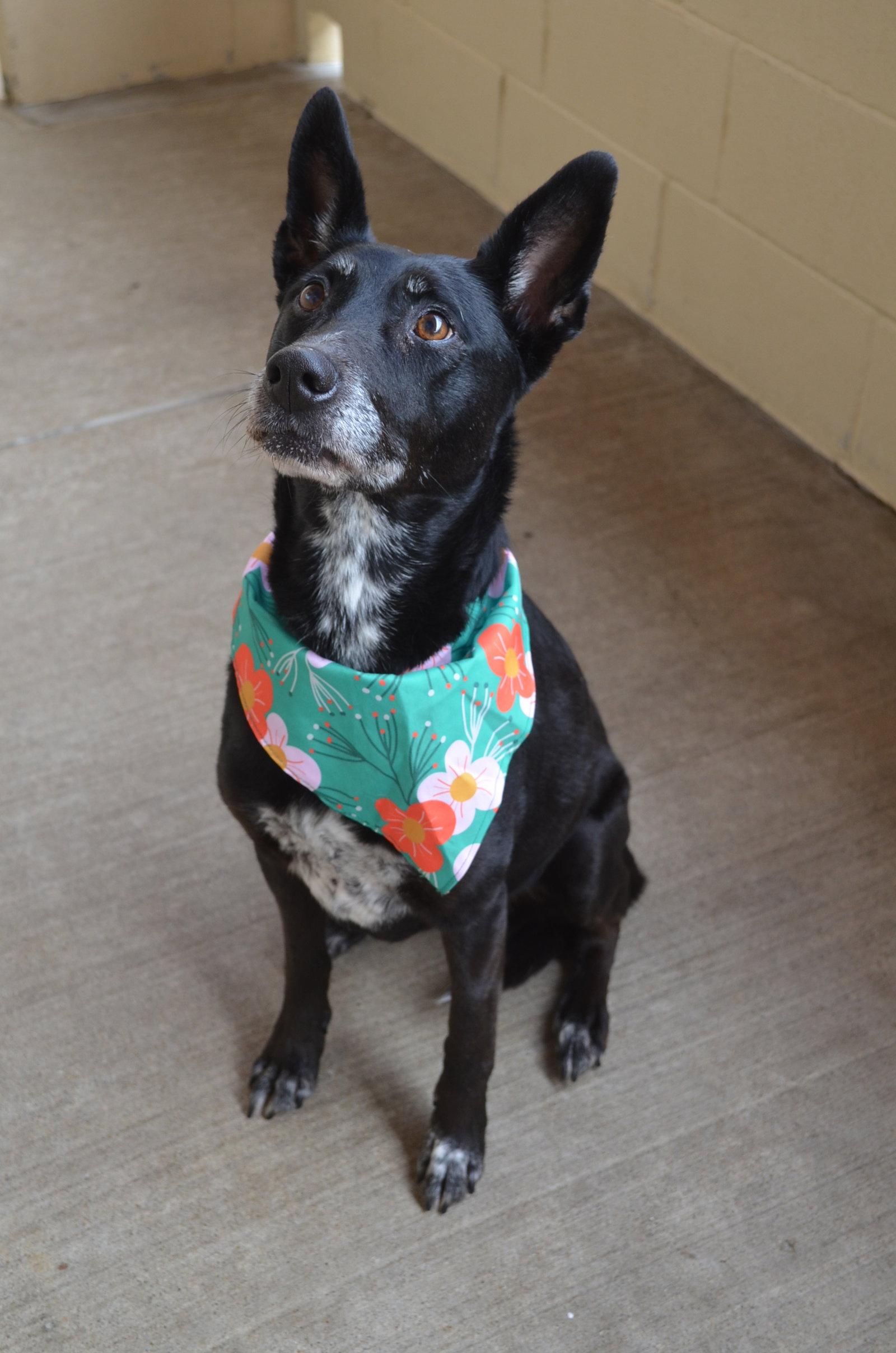 Ariel, a Adoptable Shepherd in McKinney, TX image 3/3