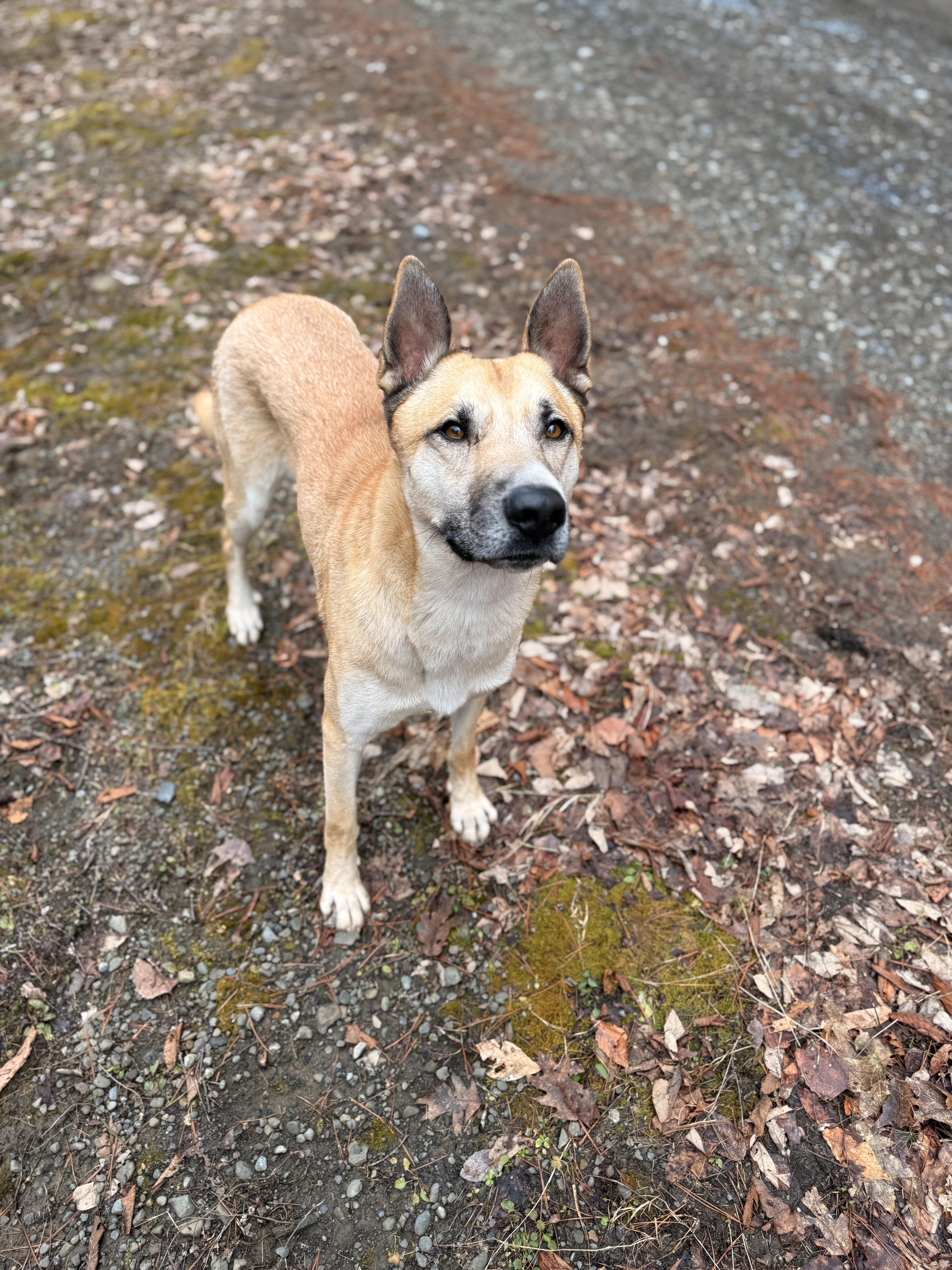 Enlarge Synthric, a ADOPTABLE Anatolian Shepherd in Milford, NY image 4/5