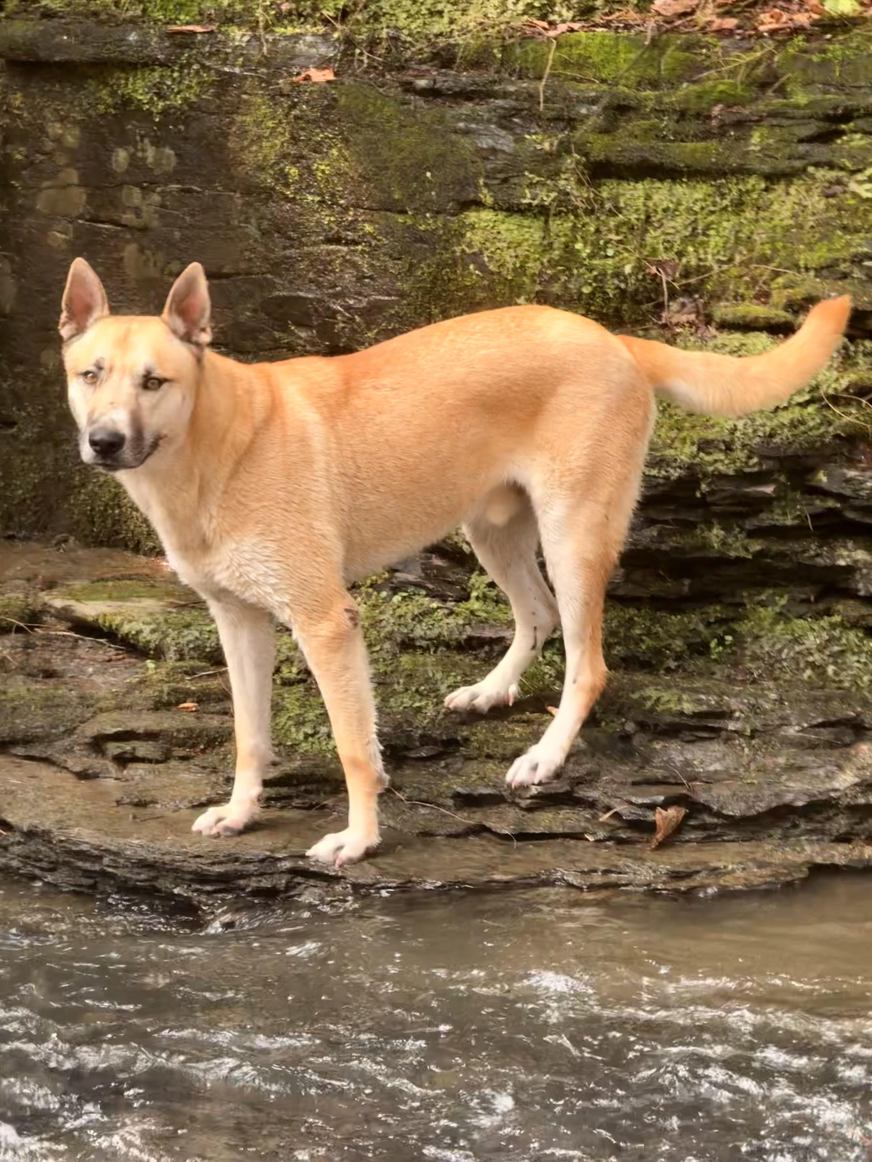 Enlarge Synthric, a ADOPTABLE Anatolian Shepherd in Milford, NY image 1/5