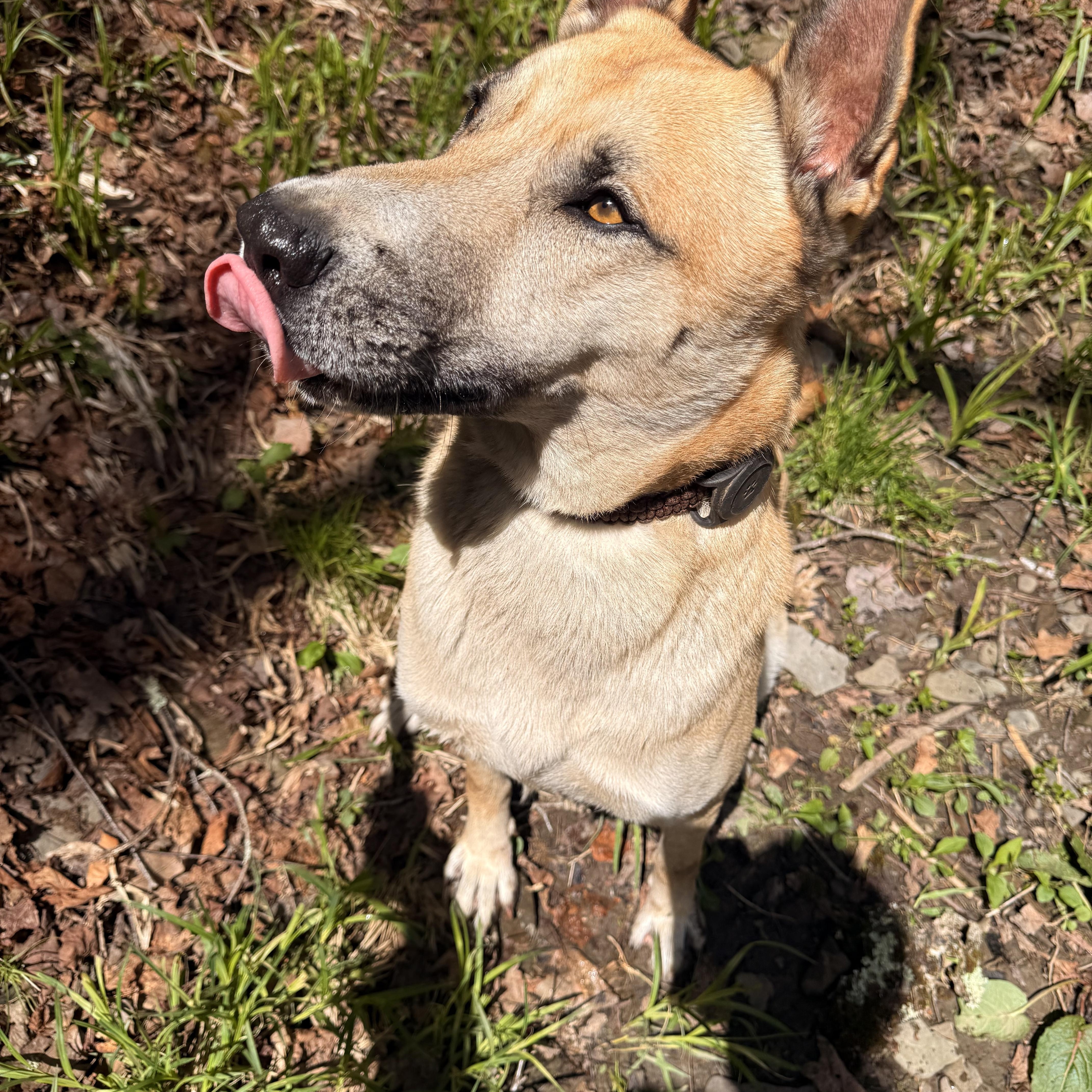 Synthric, a ADOPTABLE Anatolian Shepherd in Milford, NY image 4/5