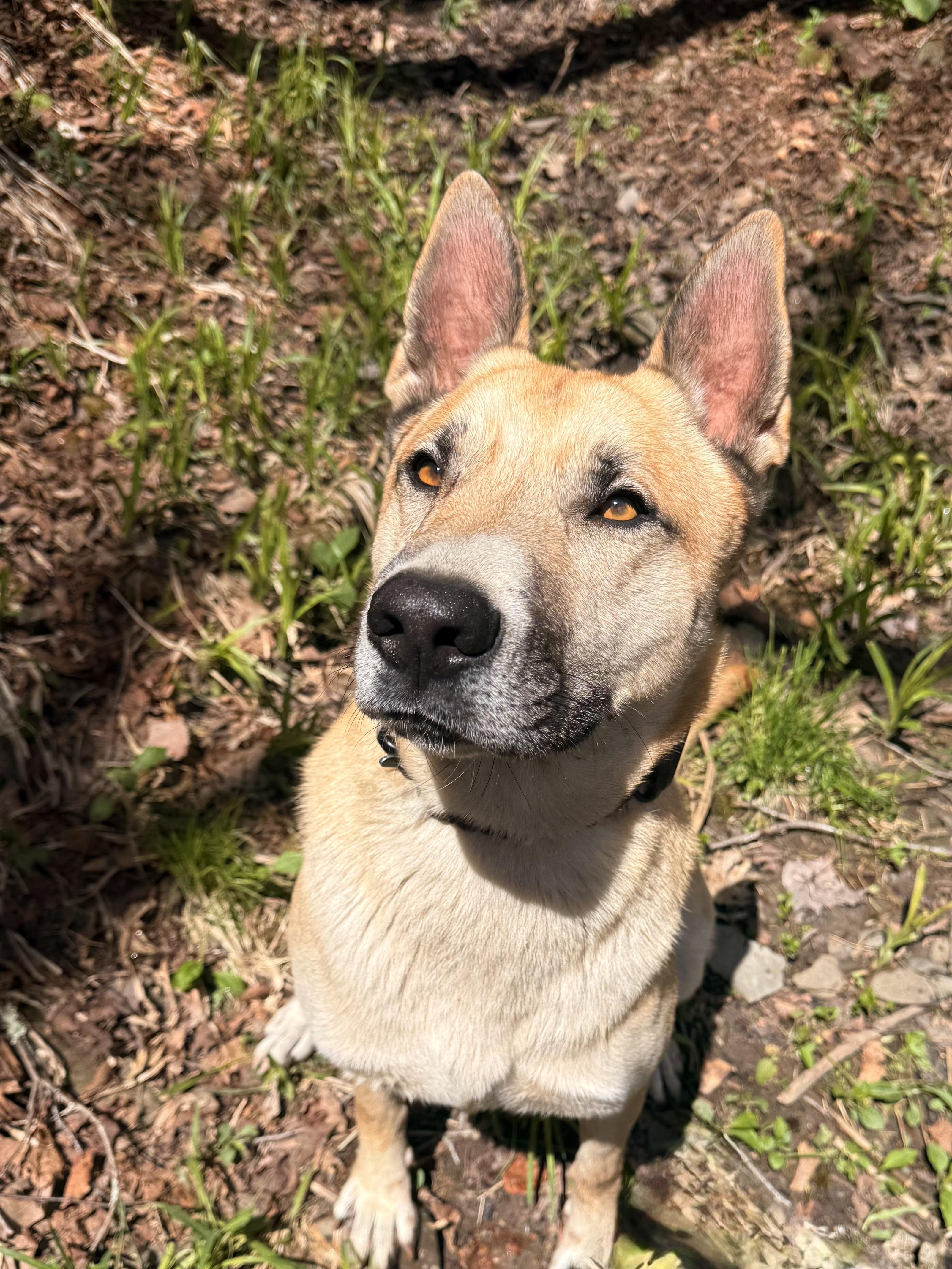 Synthric, ADOPTABLE, Young Male Anatolian Shepherd.