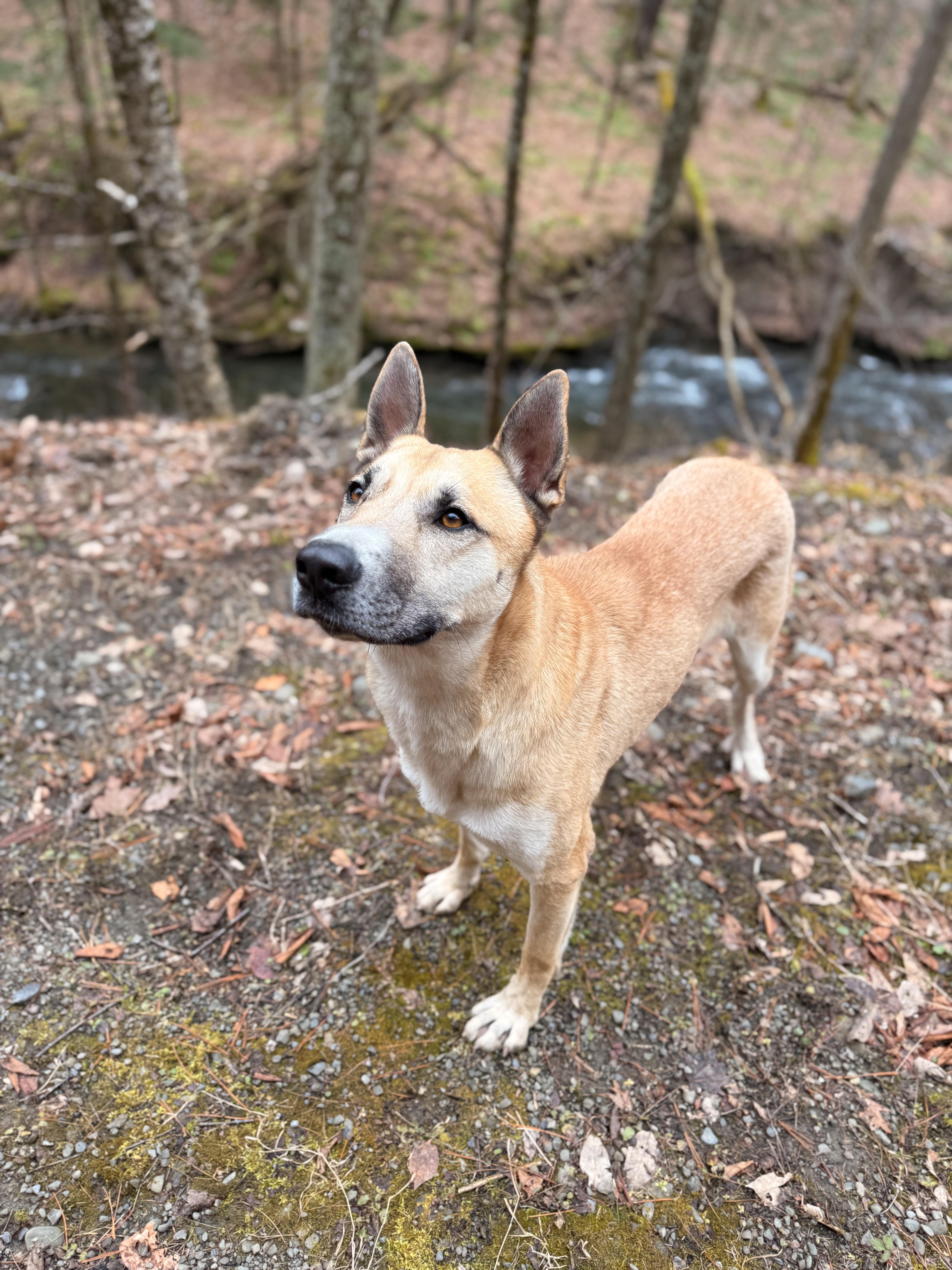 Enlarge Synthric, a ADOPTABLE Anatolian Shepherd in Milford, NY image 3/5