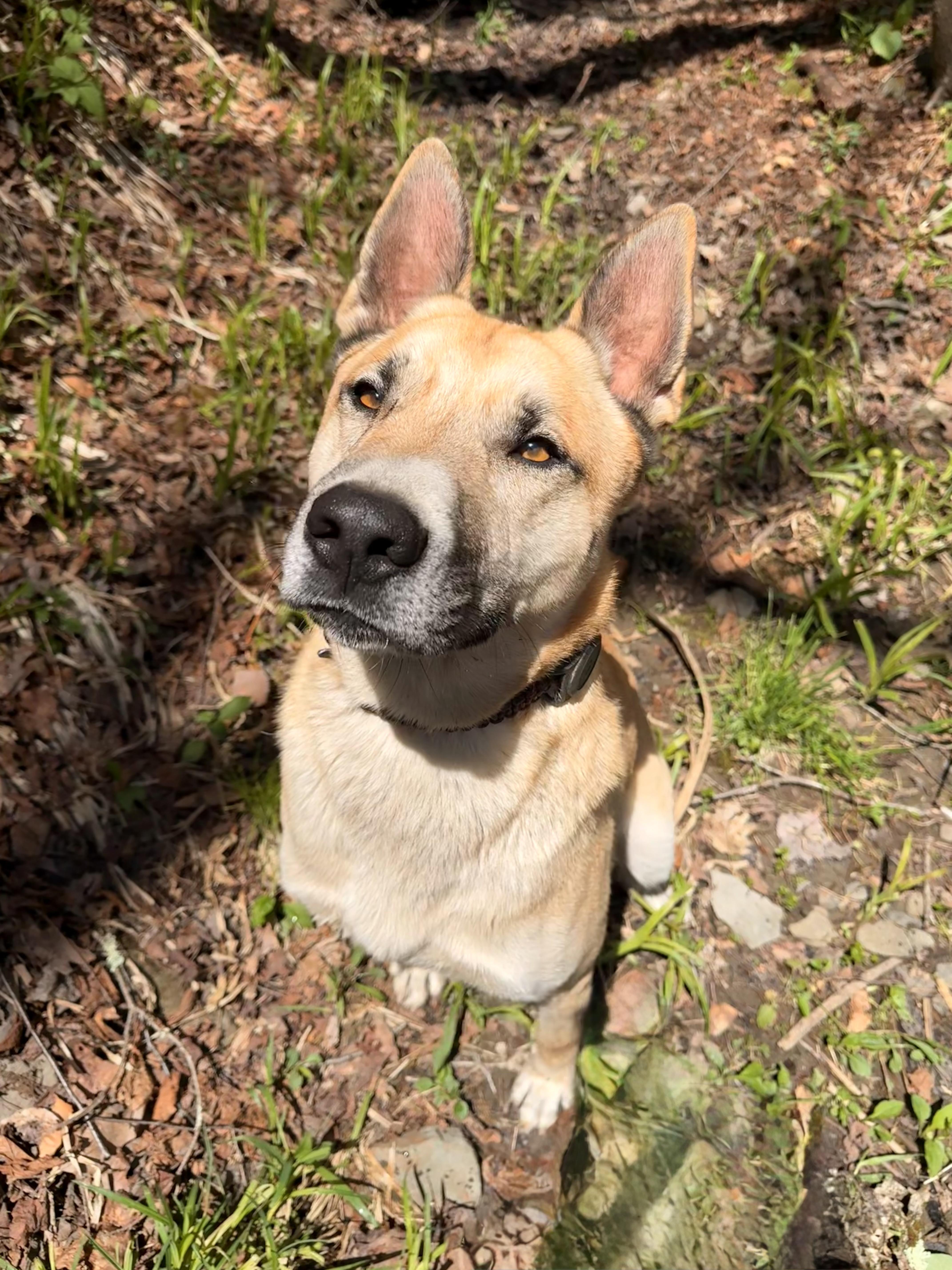 Synthric, a ADOPTABLE Anatolian Shepherd in Milford, NY image 3/5