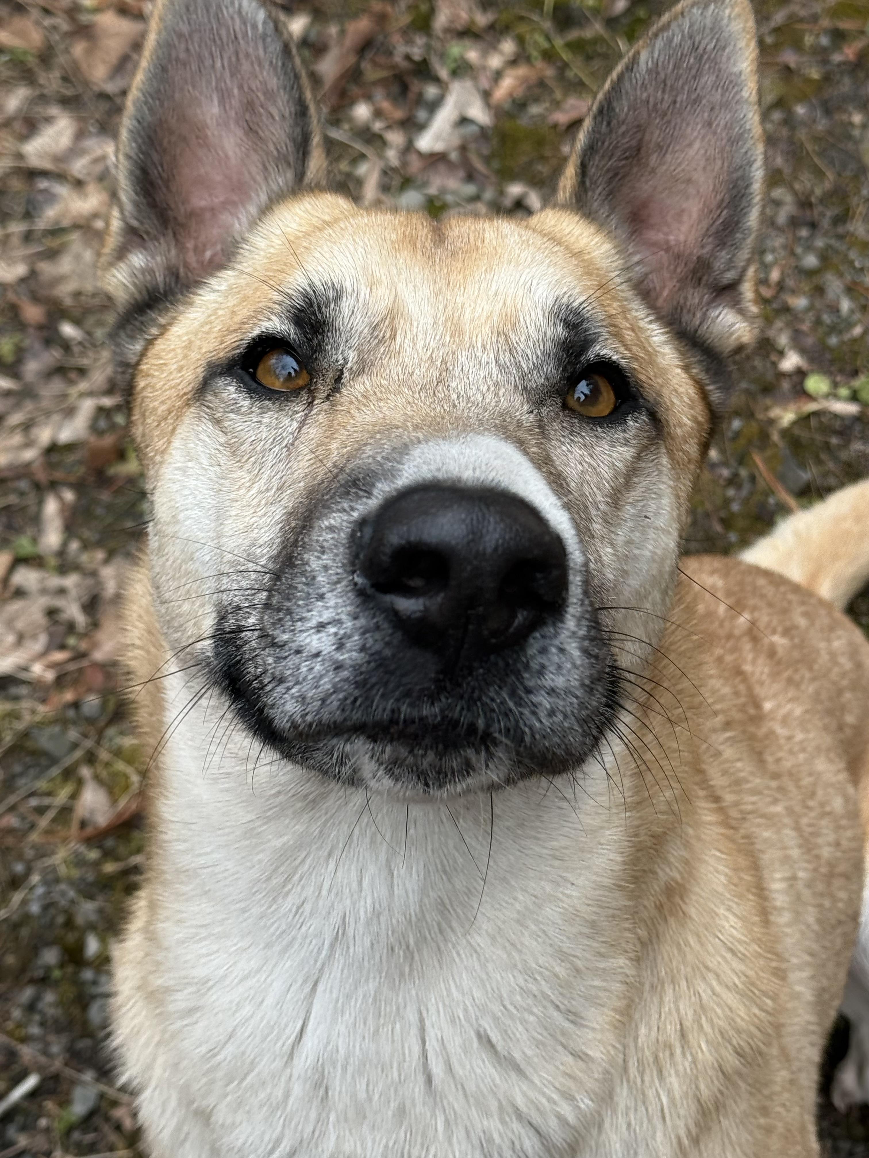 Enlarge Synthric, a ADOPTABLE Anatolian Shepherd in Milford, NY image 5/5