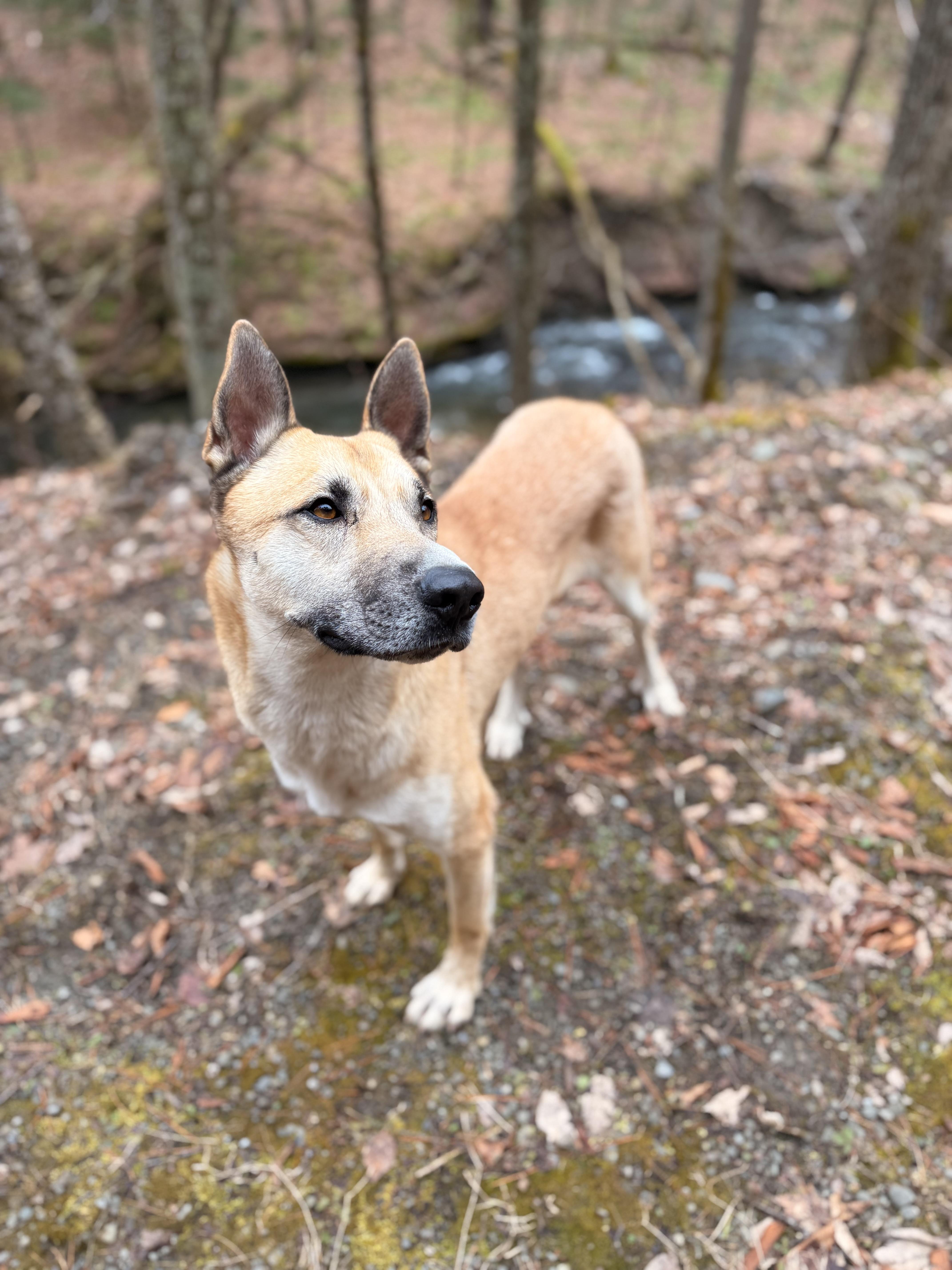 Enlarge Synthric, a ADOPTABLE Anatolian Shepherd in Milford, NY image 2/5