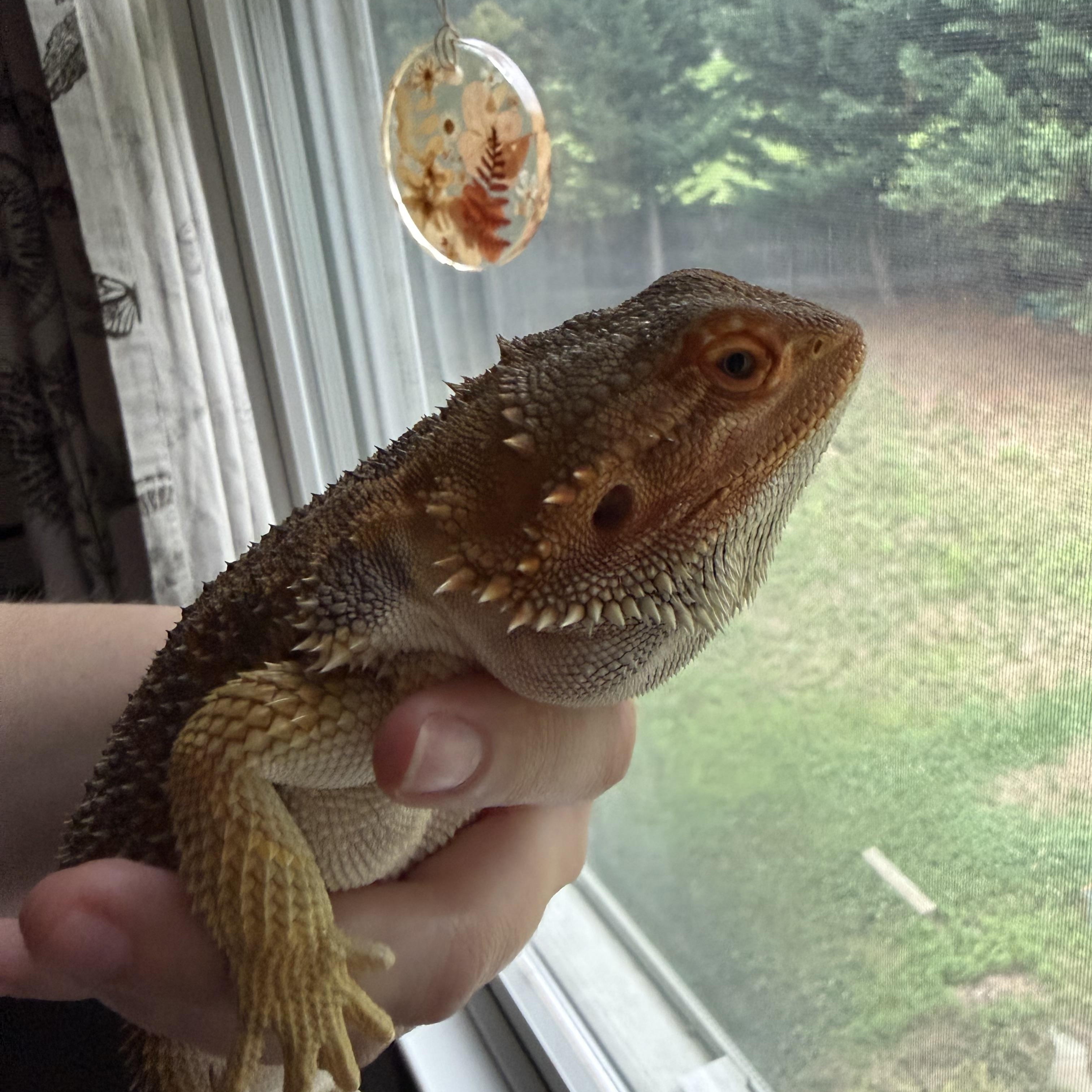 Enlarge Wanda, a ADOPTABLE Bearded Dragon in JACKSON, NJ image 6/6