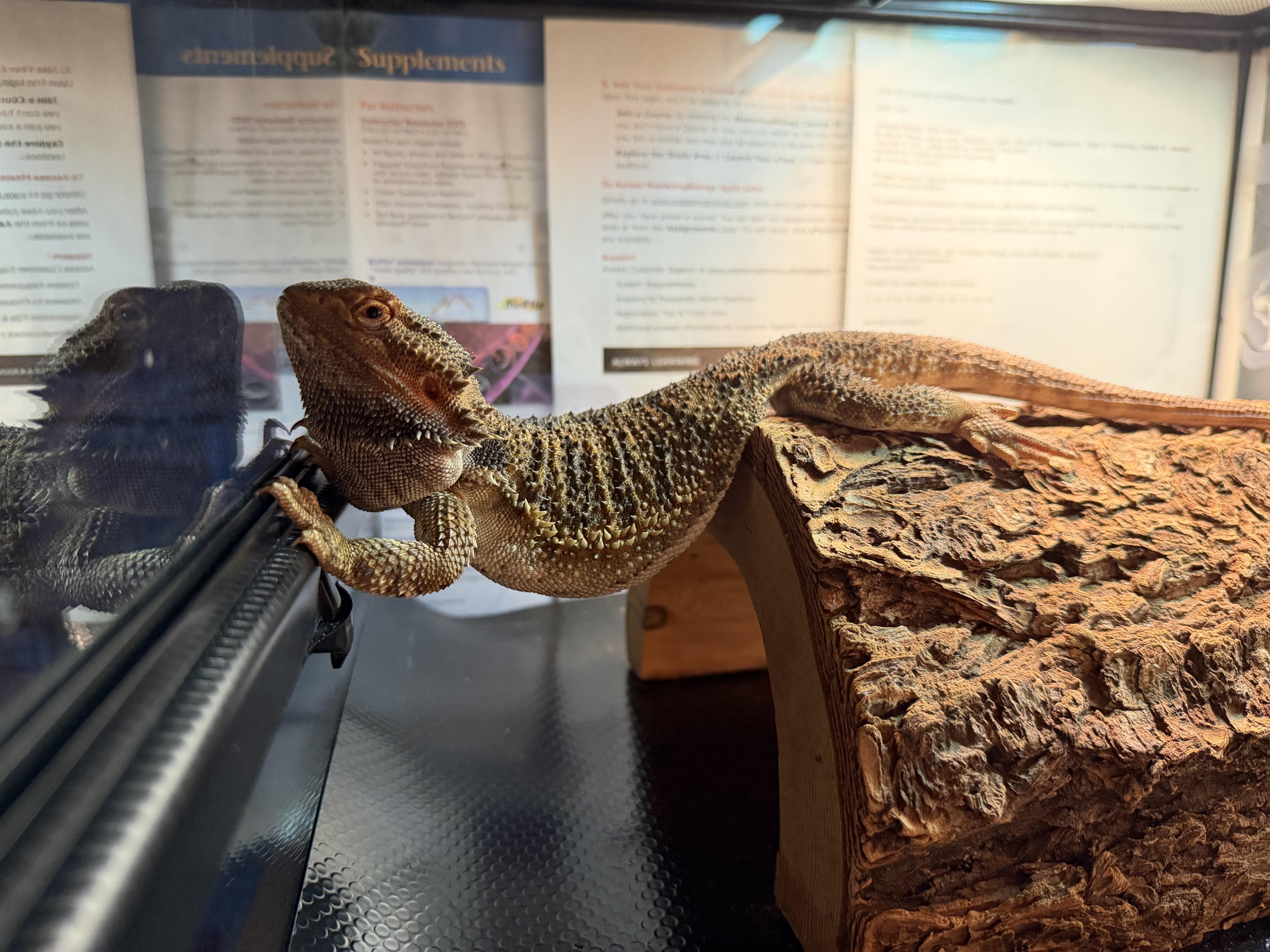 Enlarge Wanda, a ADOPTABLE Bearded Dragon in JACKSON, NJ image 3/6