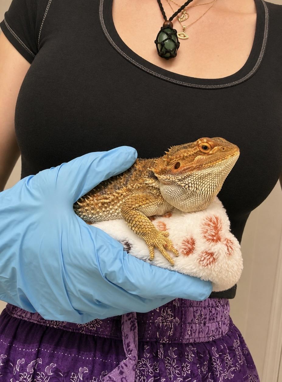 Enlarge Wanda, a ADOPTABLE Bearded Dragon in JACKSON, NJ image 5/6